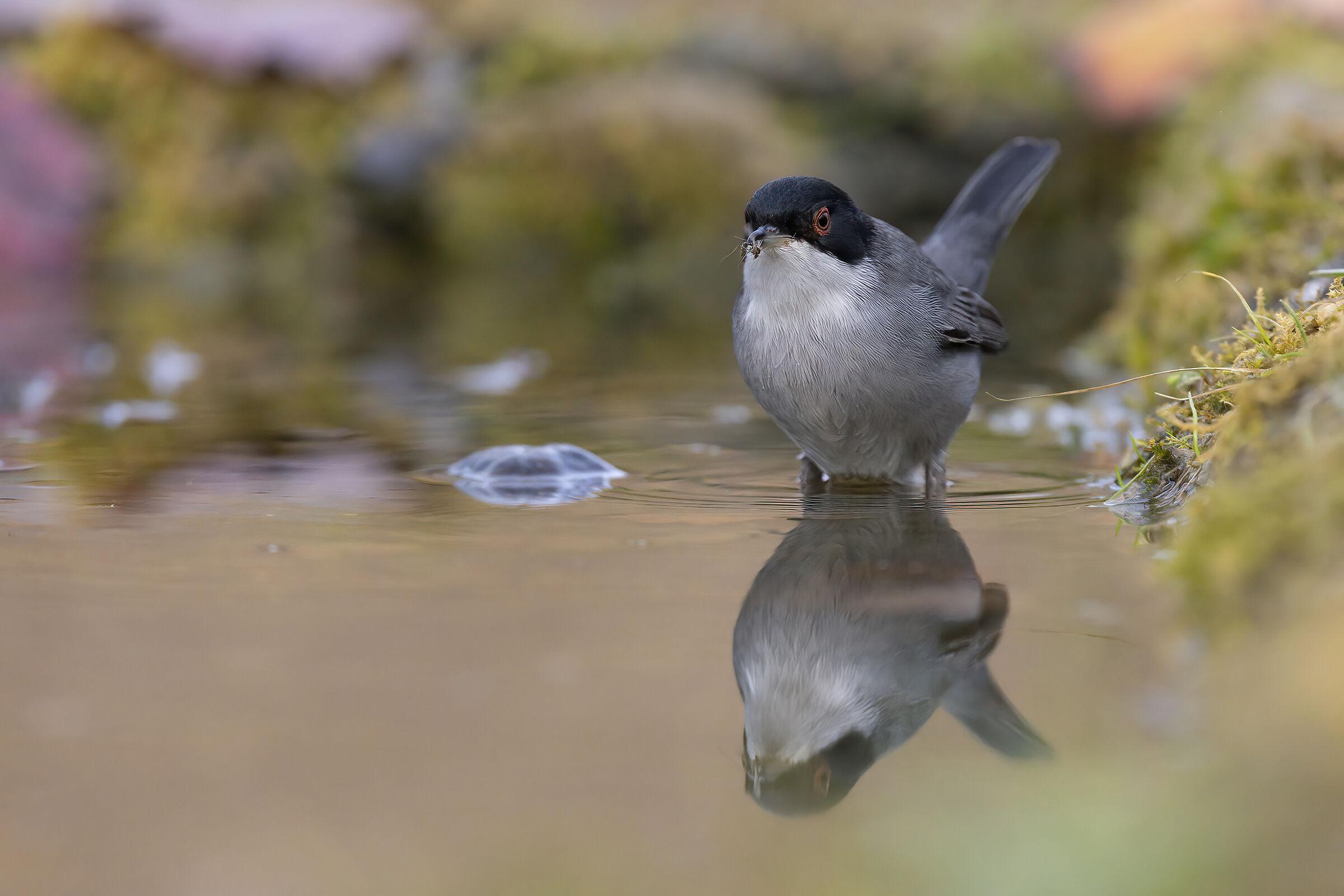 Occhiocotto con preda