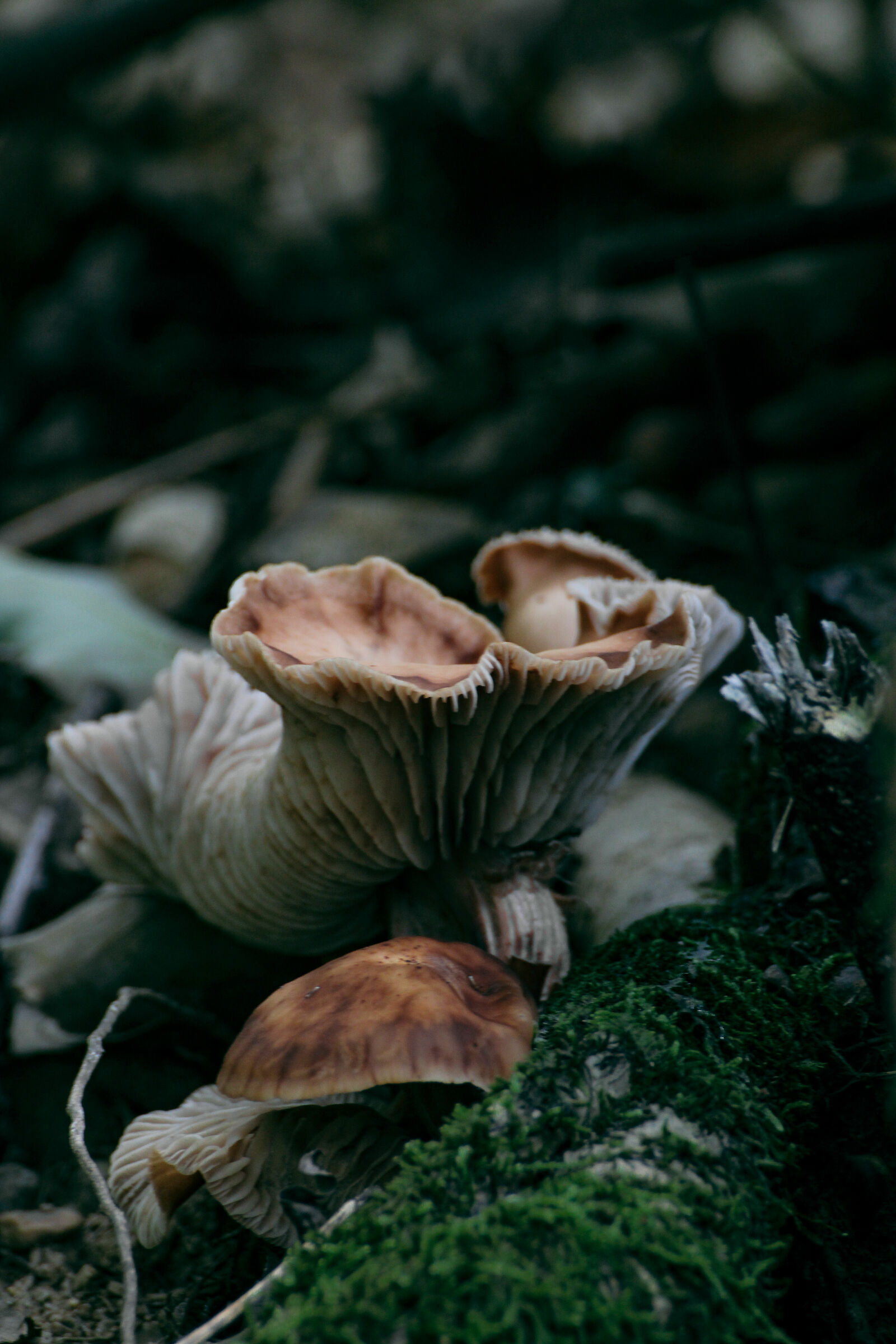 mushroom