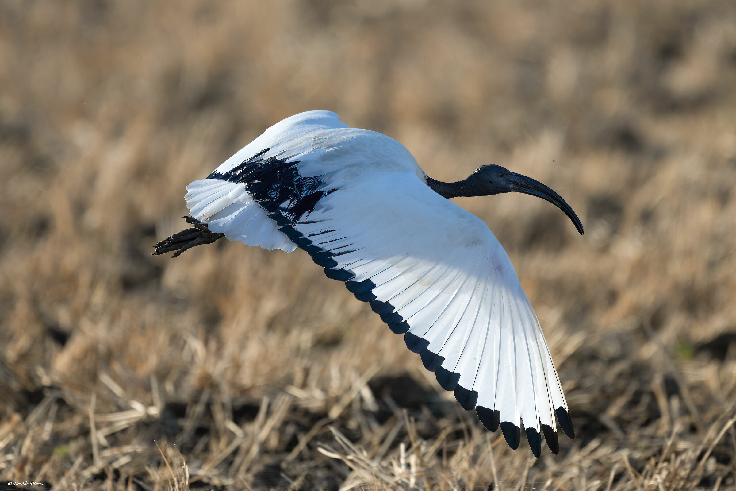 Sacred Ibis