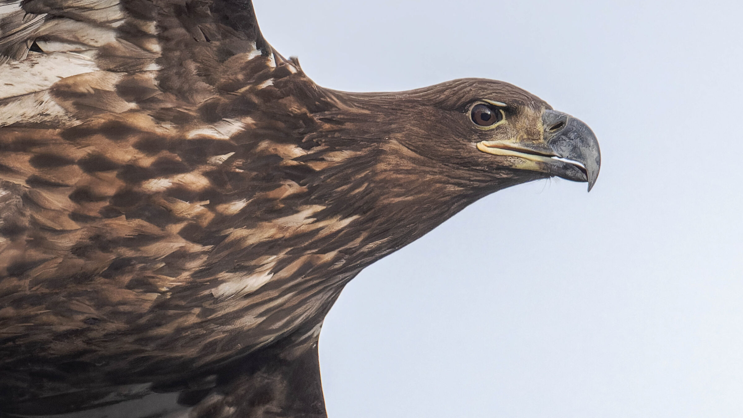 sea eagle