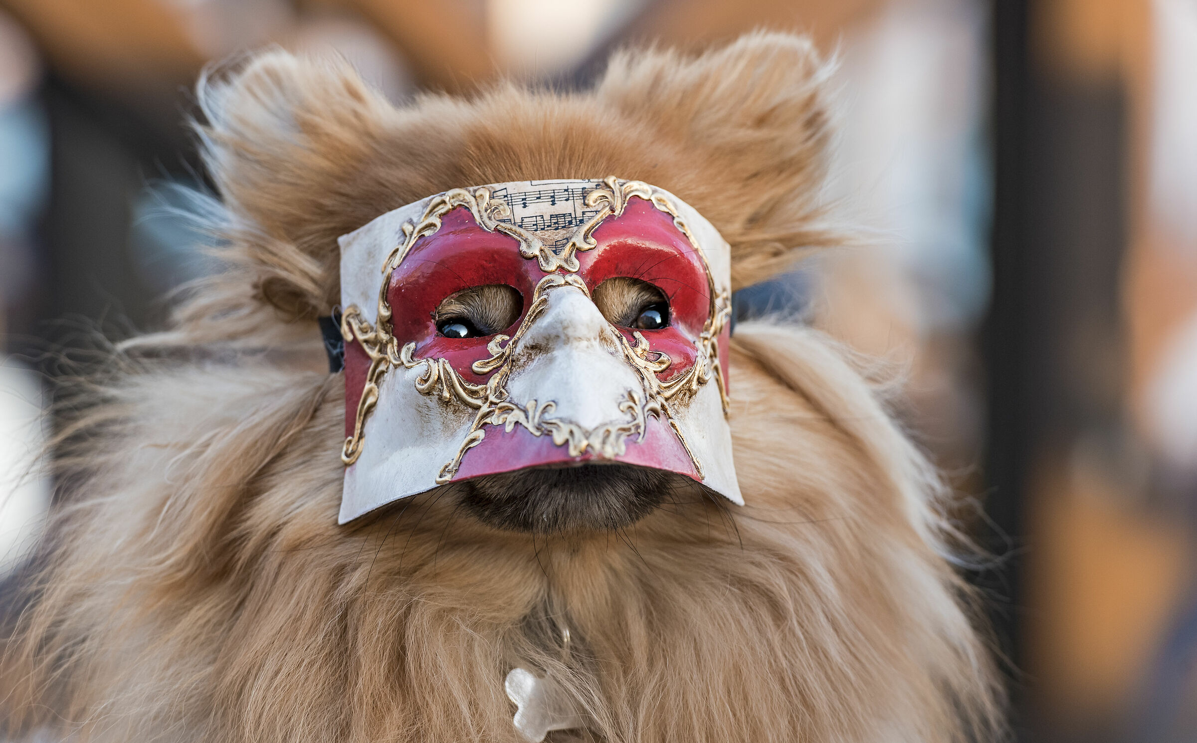 a carnevale ... senza parole...