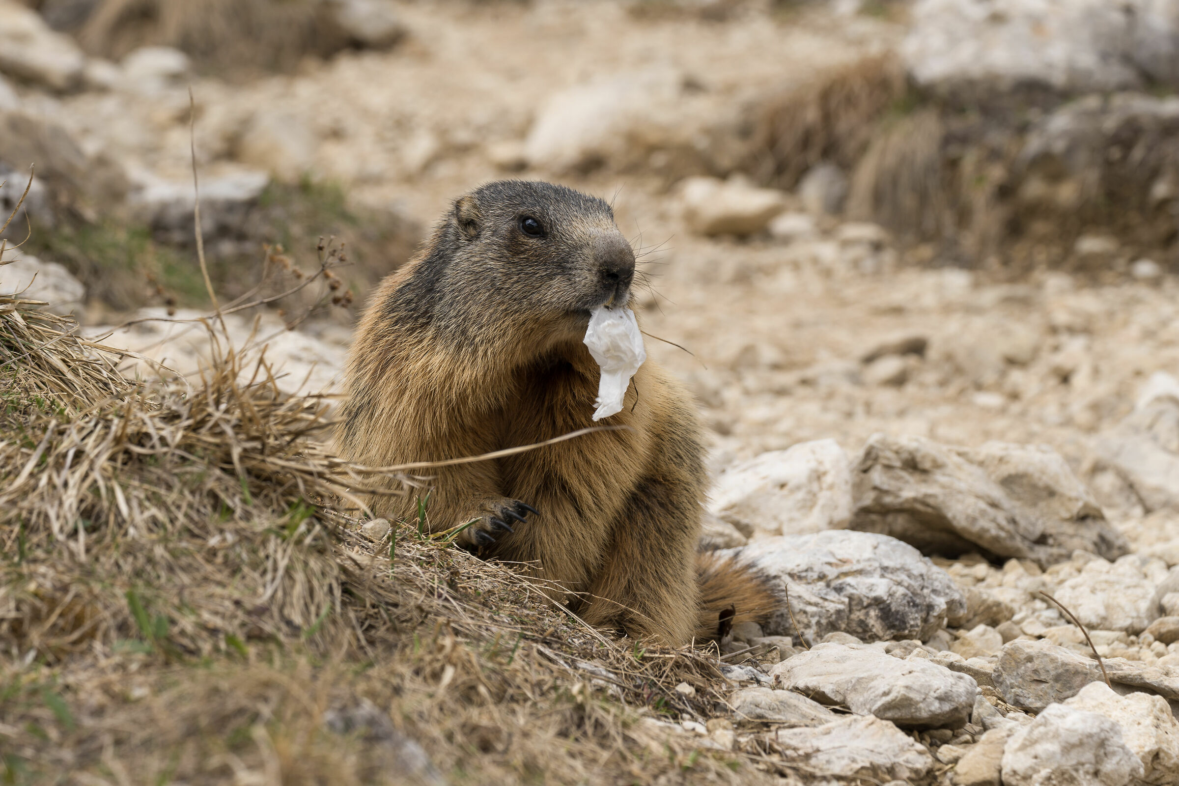 marmotta ... affamata