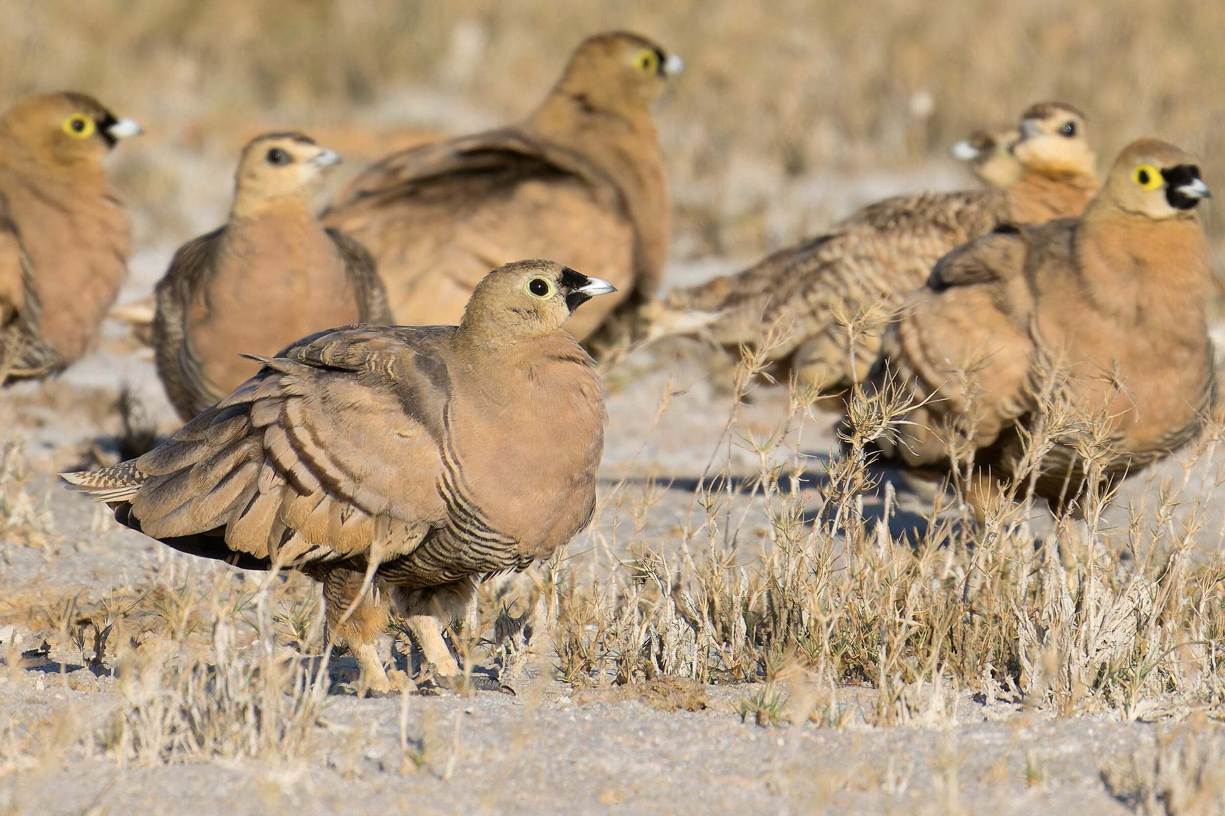 Grandule del Madagascar