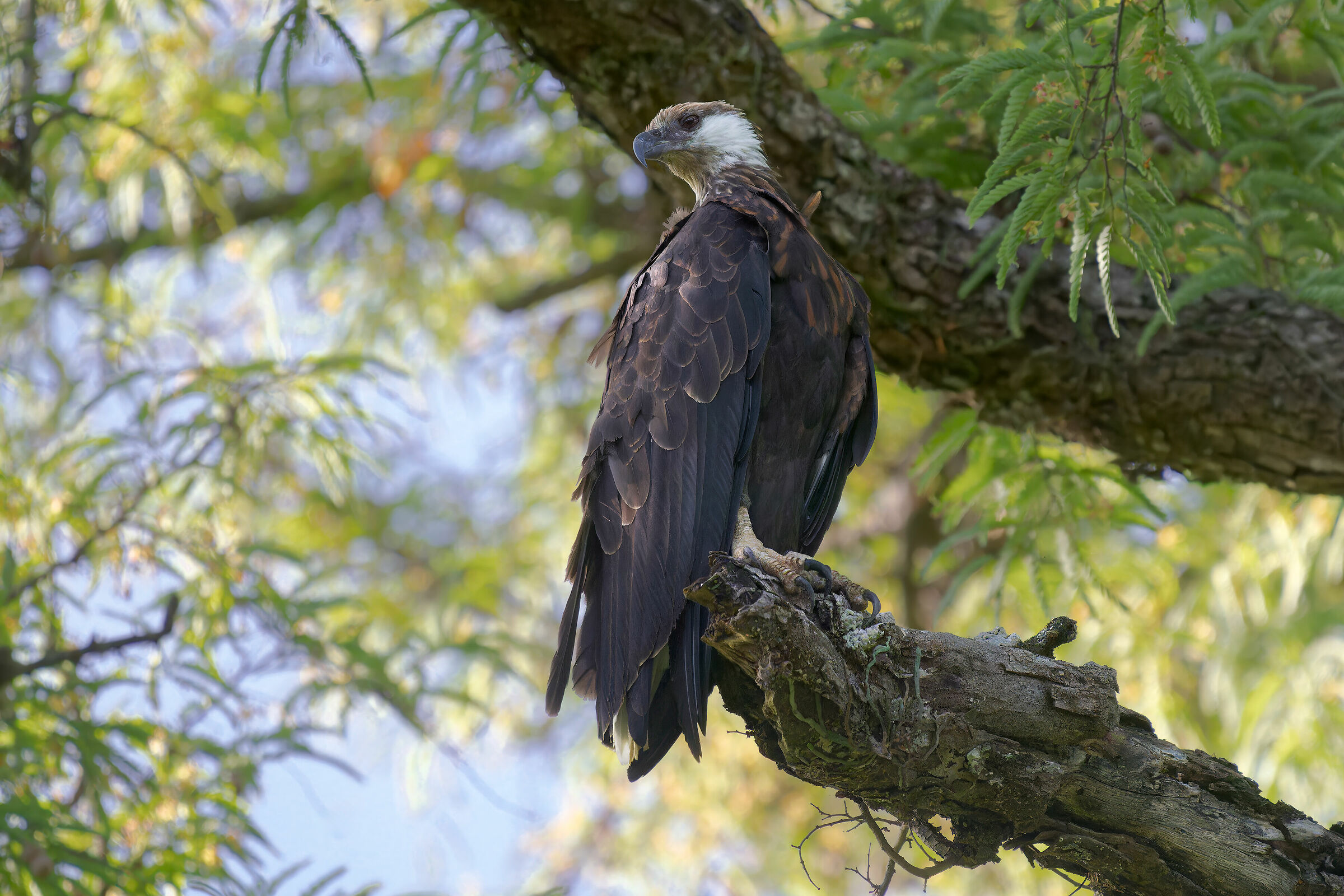 Aquila pescatrice del Madagascar