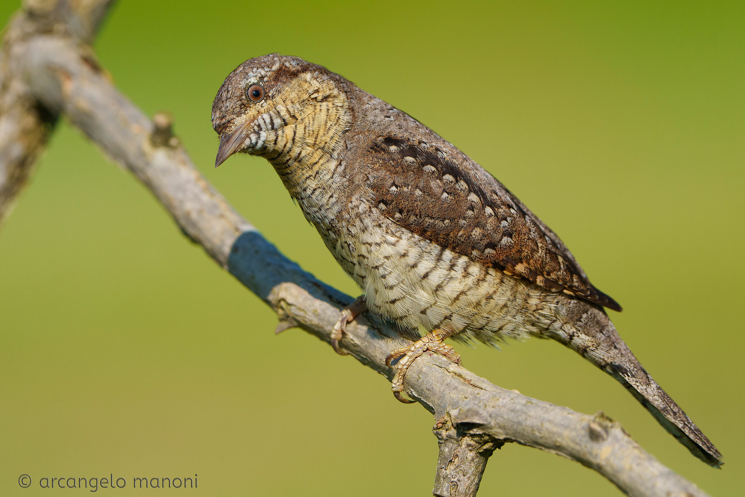Quando i torcicolli posano per me