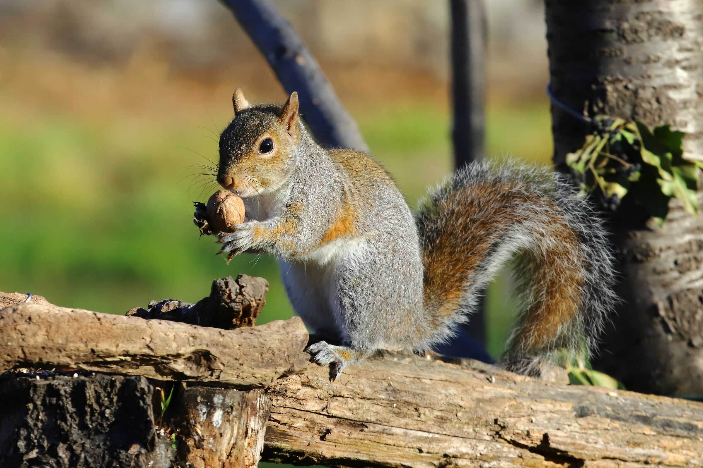 scoiattolo Grigio nordamerican (Sciurus carolinensis)