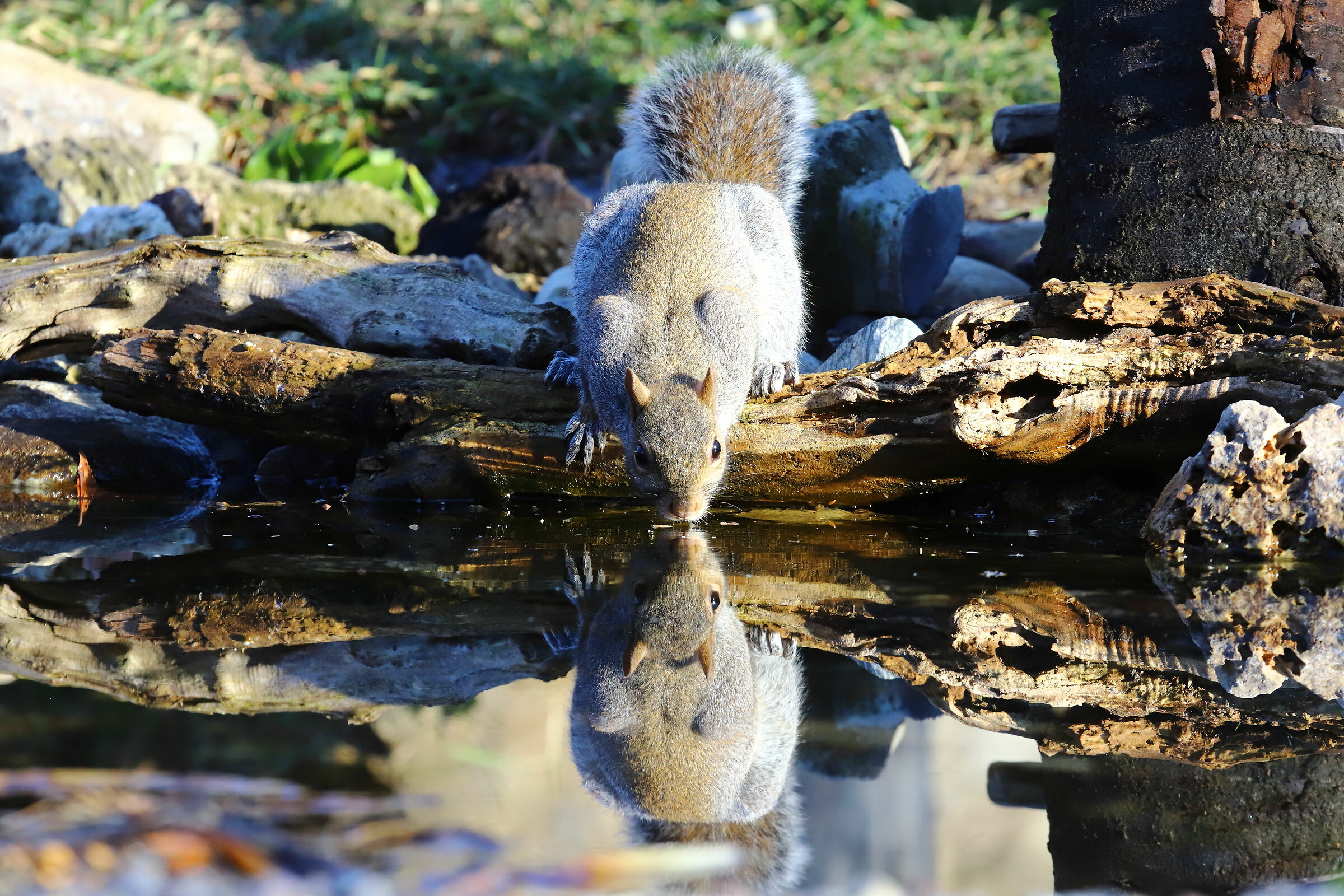 Scoiattoo grigio nordamerican (Sciurus carolensis)