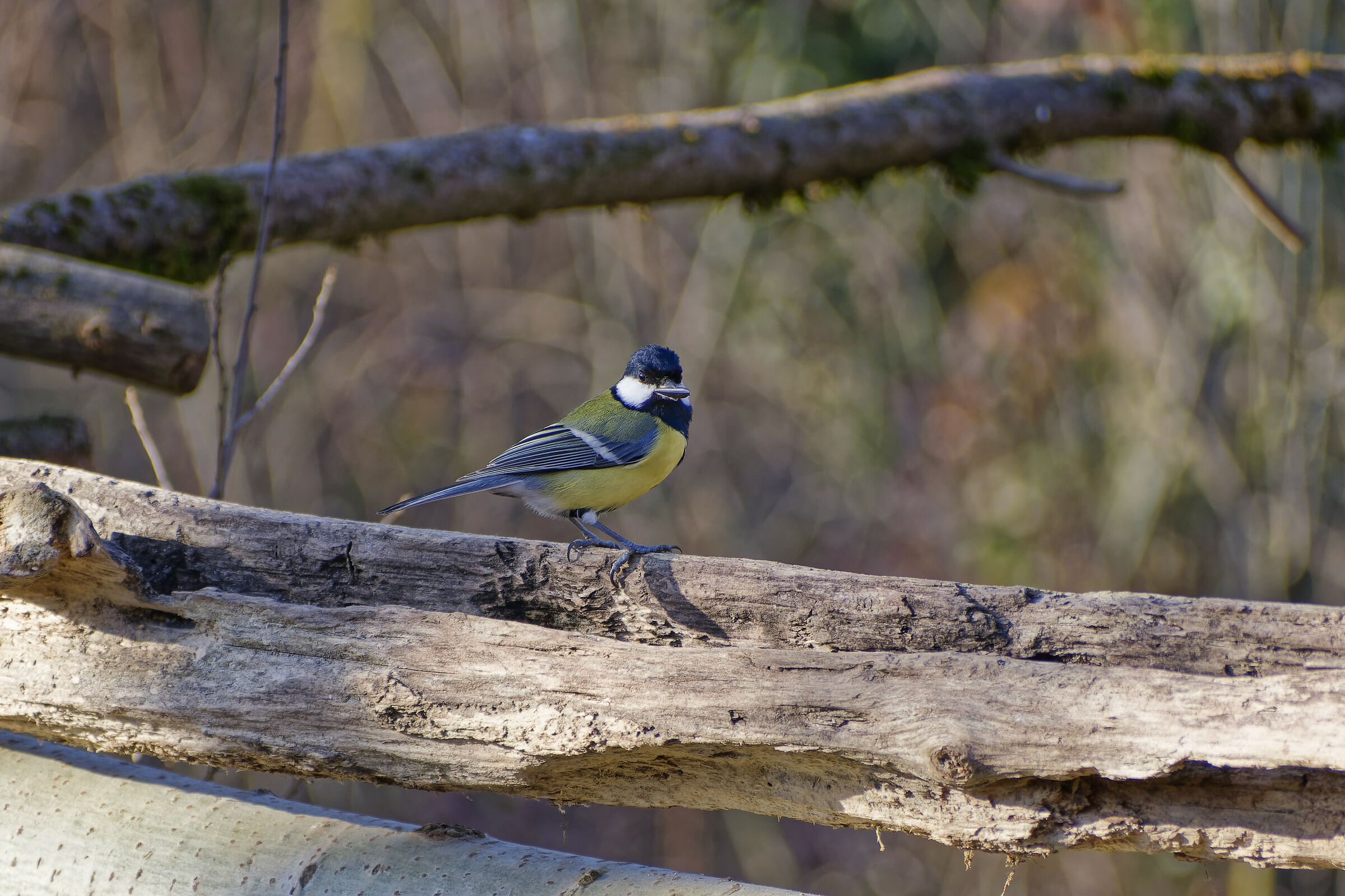 Titmouse