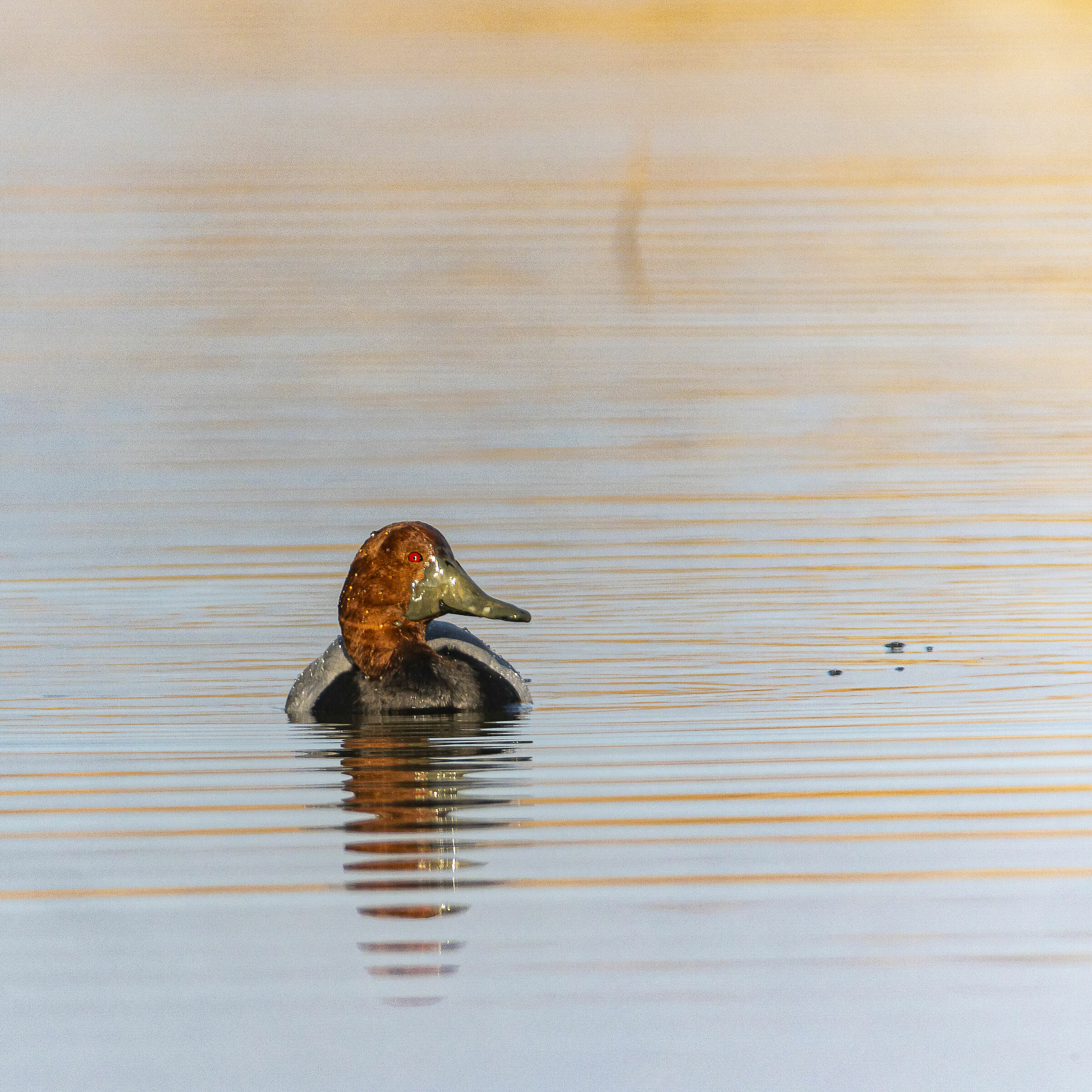 Distant Duck