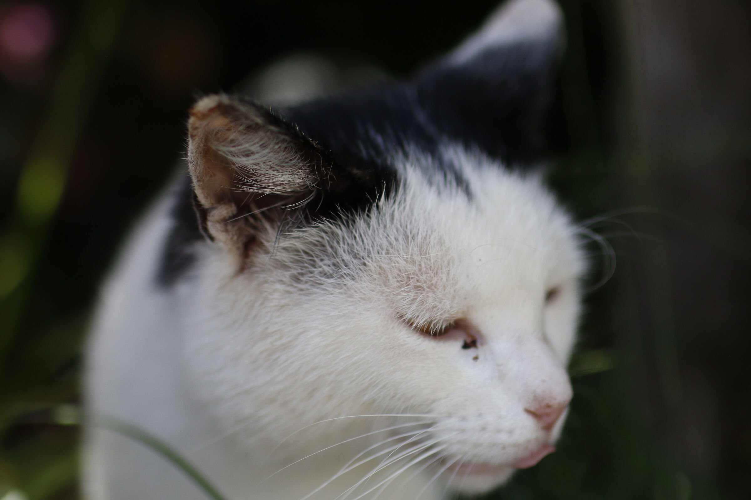 @ F. 1.8, " 1/ 8 Mila ", Milvus Z. 50, 1.4- Canon ...