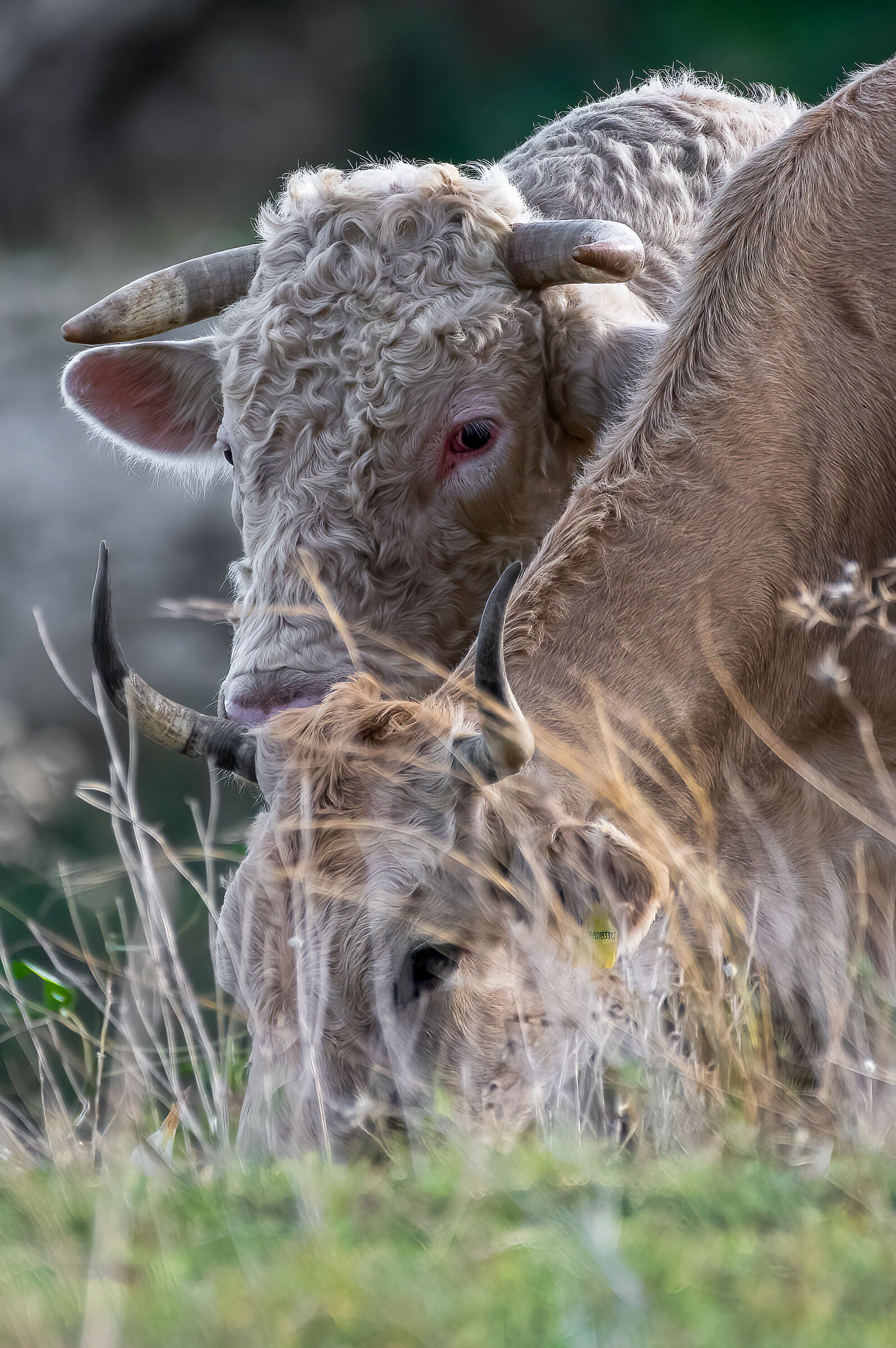 Cow Test 1970x2965