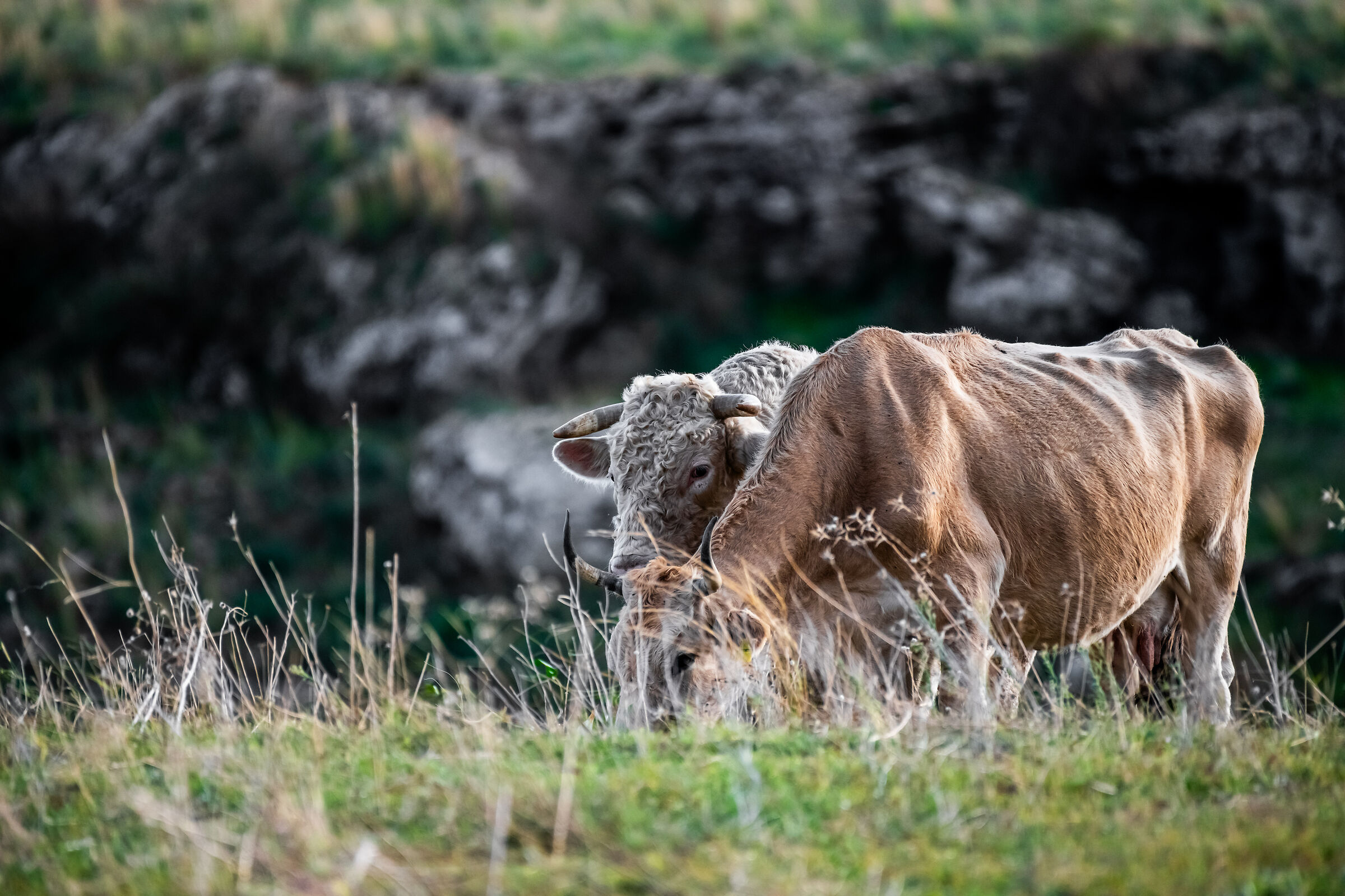 Cow Test 8256x5504