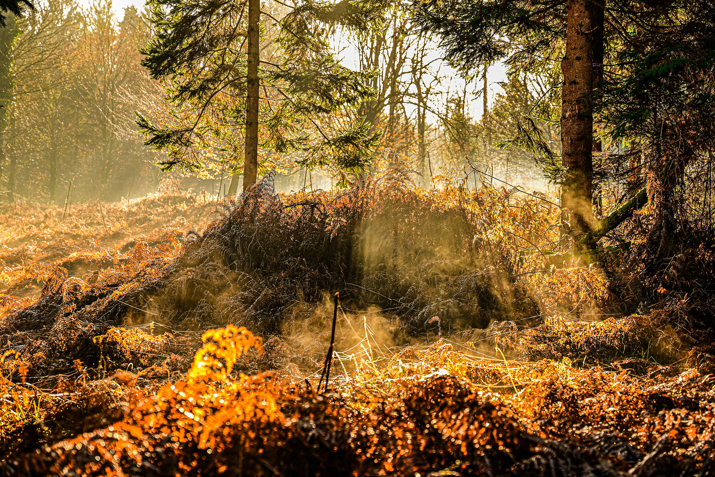 nebbia nella foresta