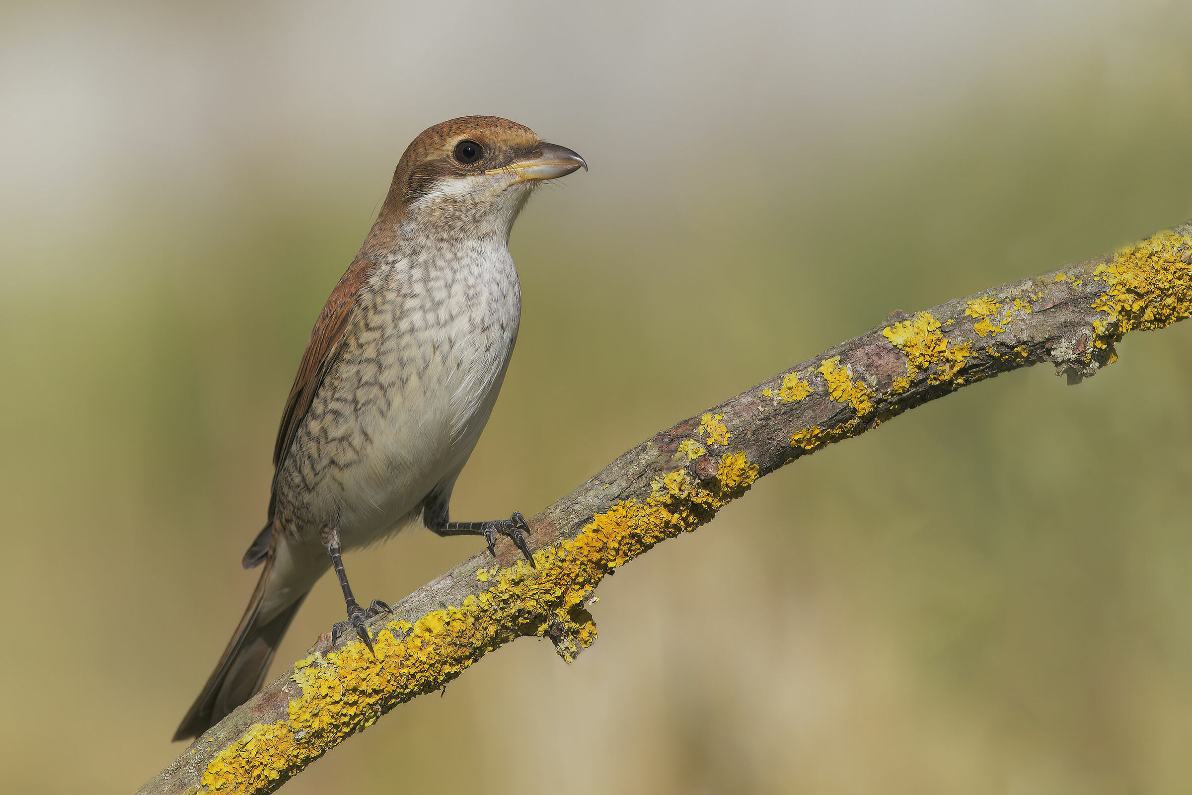 Female shrike