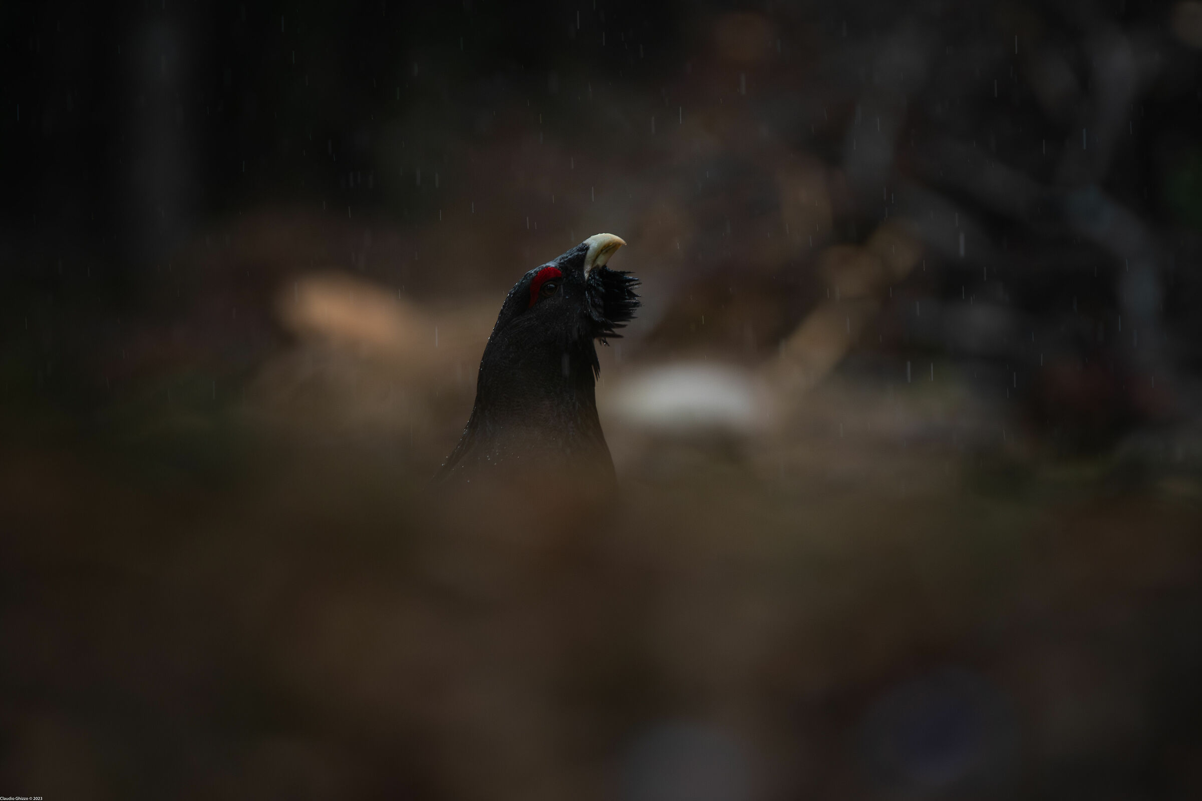 Capercaillie in the rain