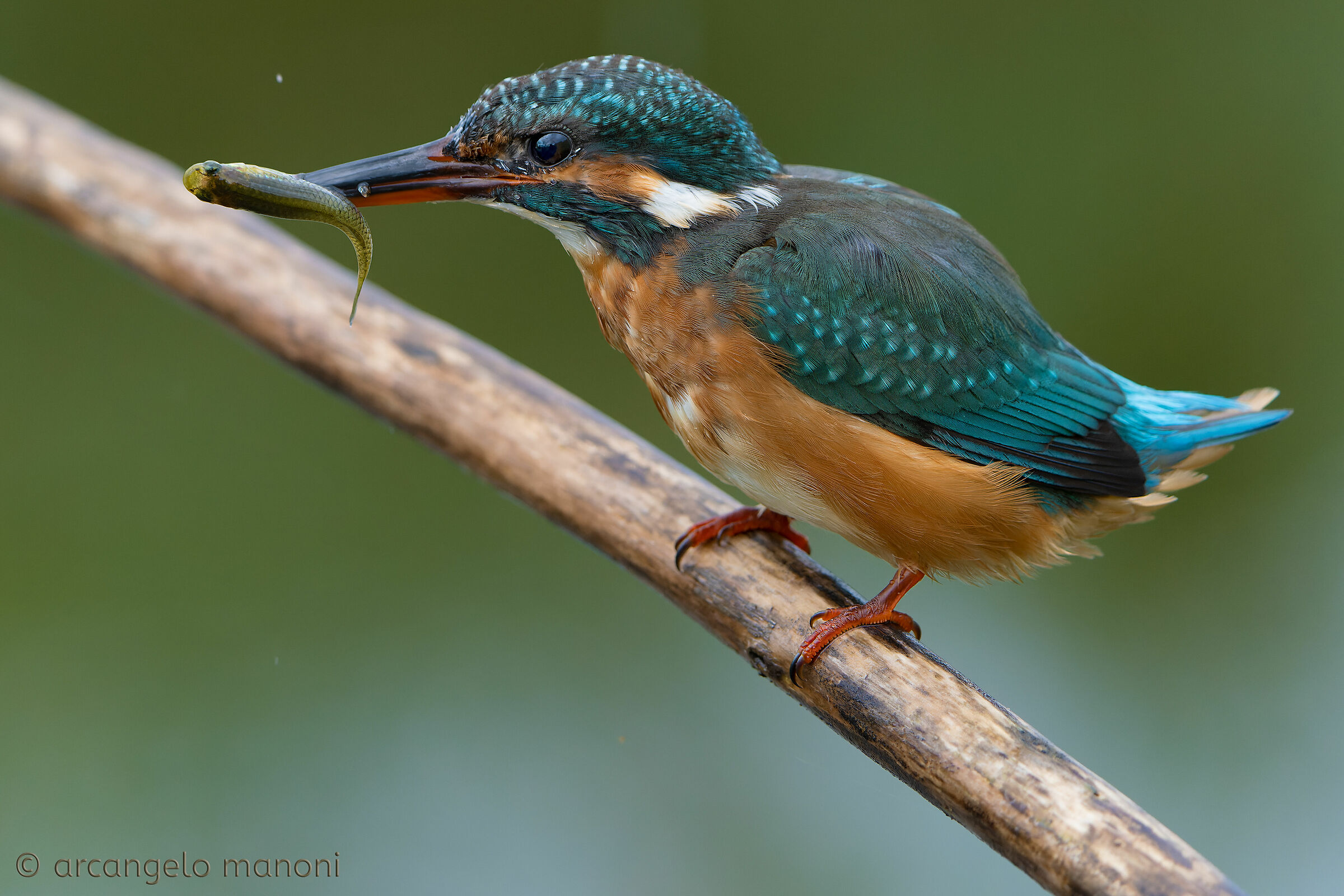 Il solito killer del fiume