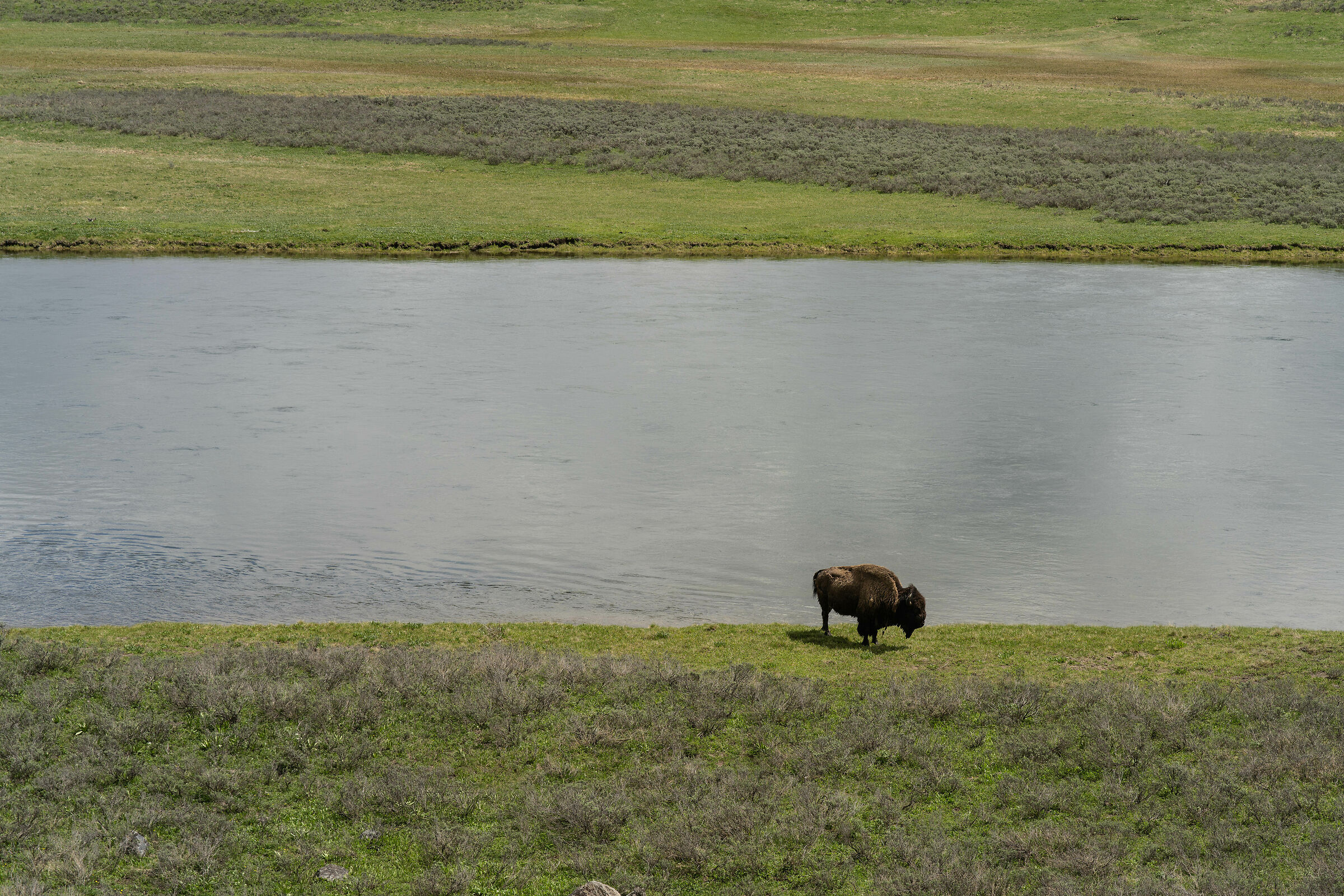 AMERICAN BISON