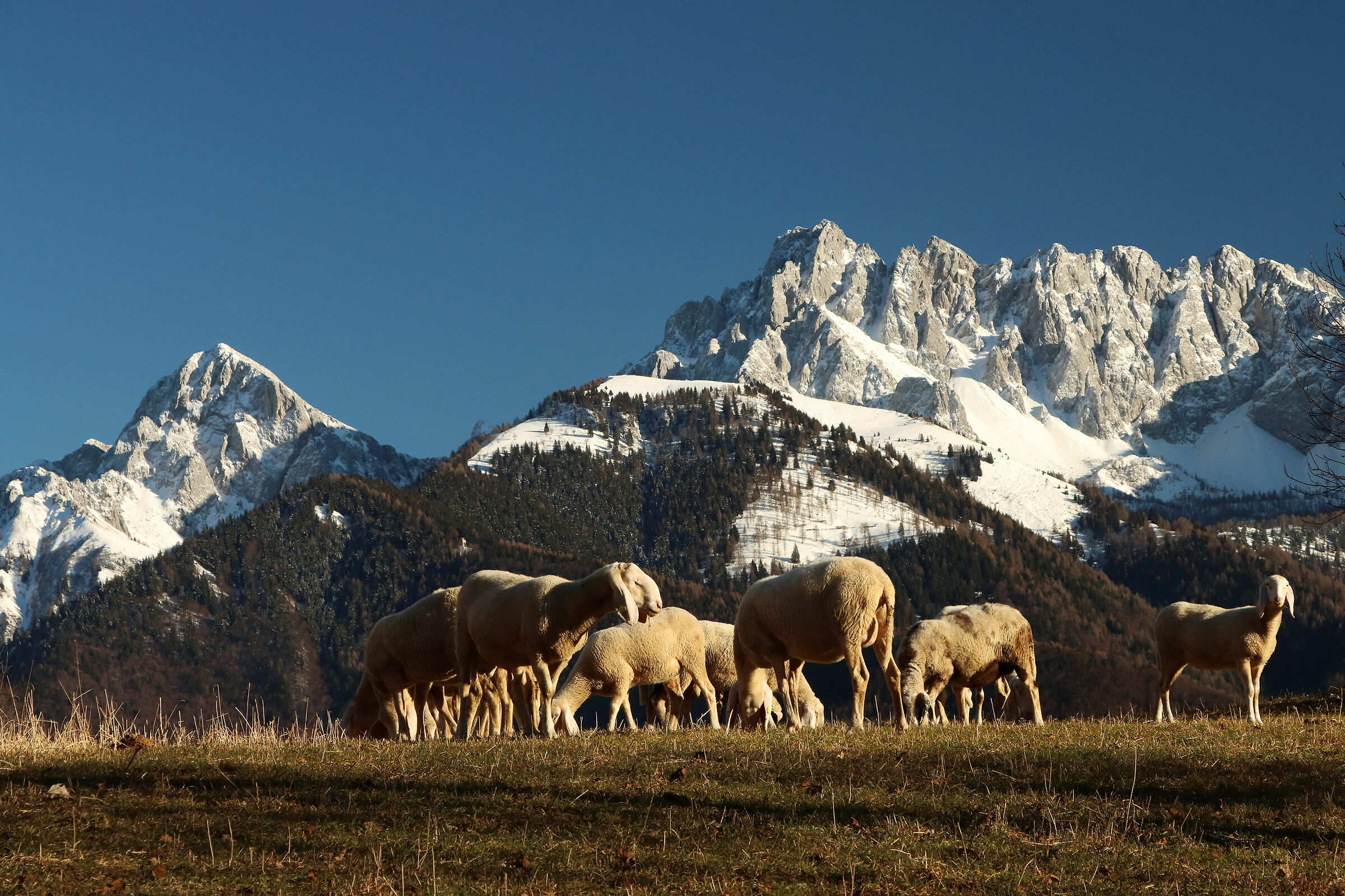 gregge invernale al pizzo Camino