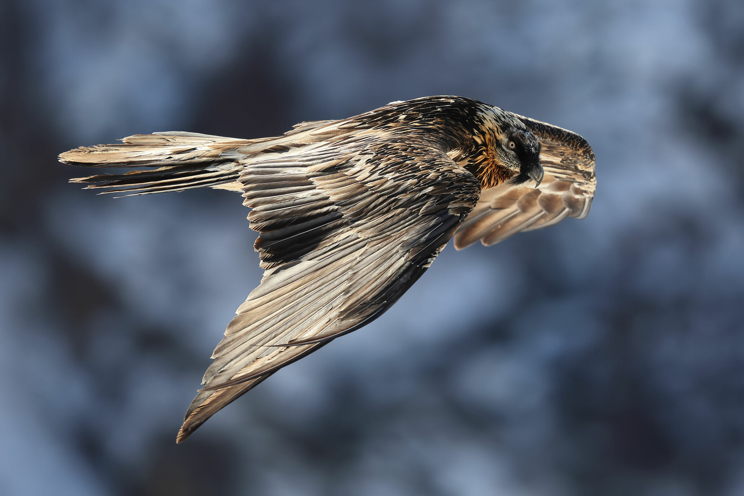 Immature bearded vulture