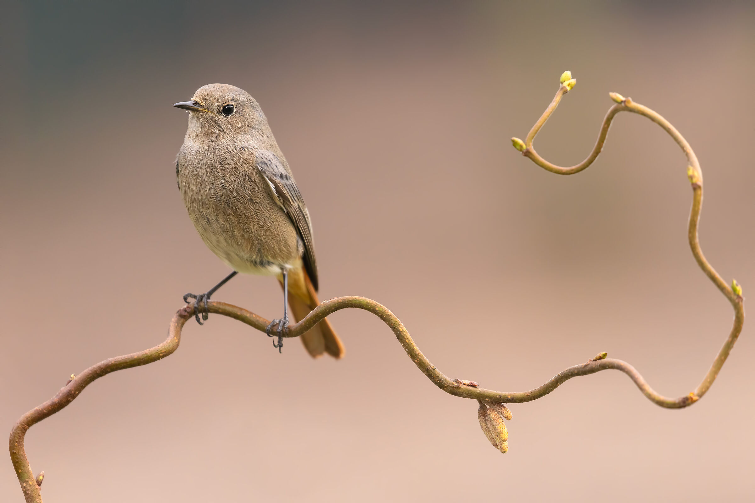 Black Redstart