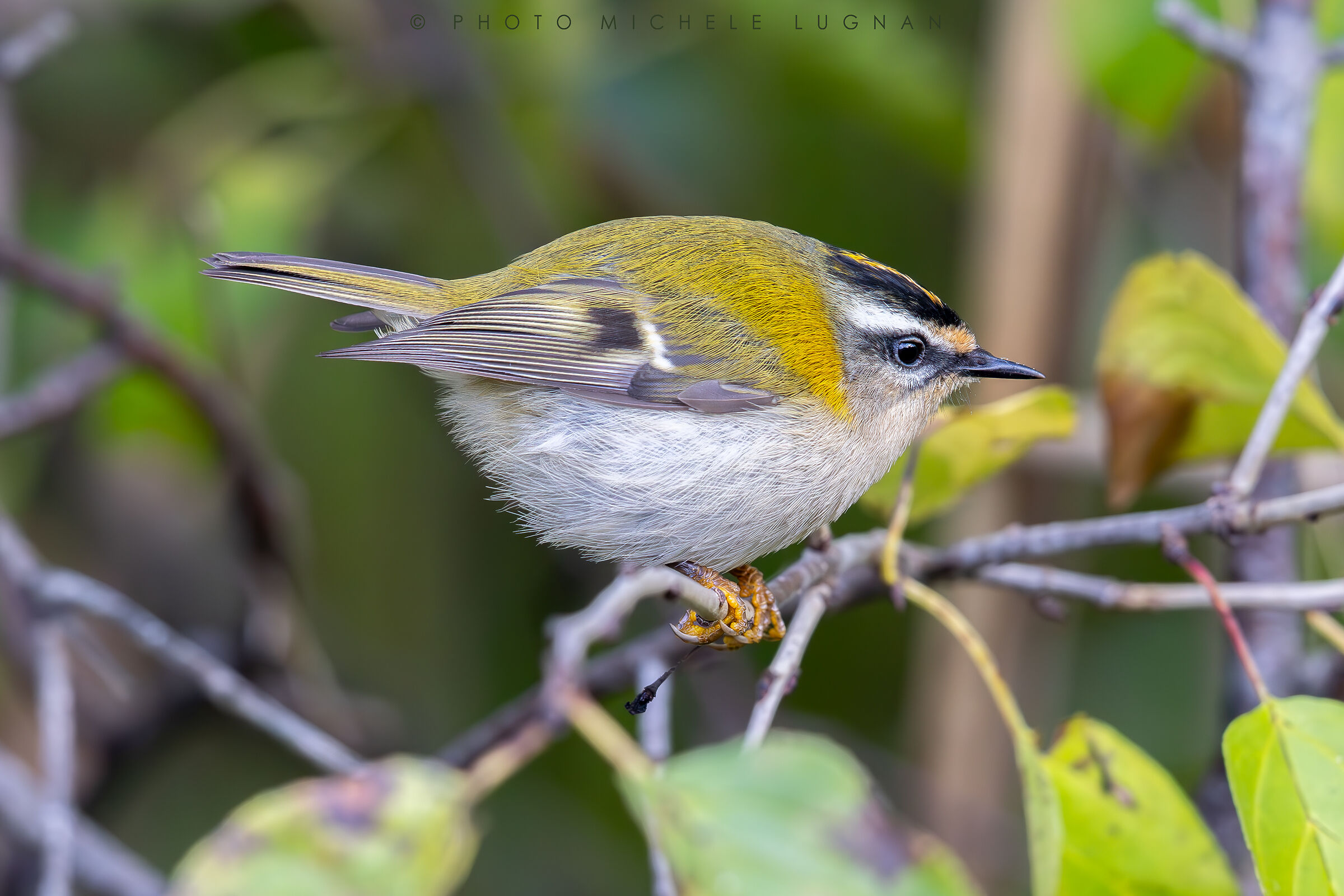 Regulus ignicapilla (little flower)