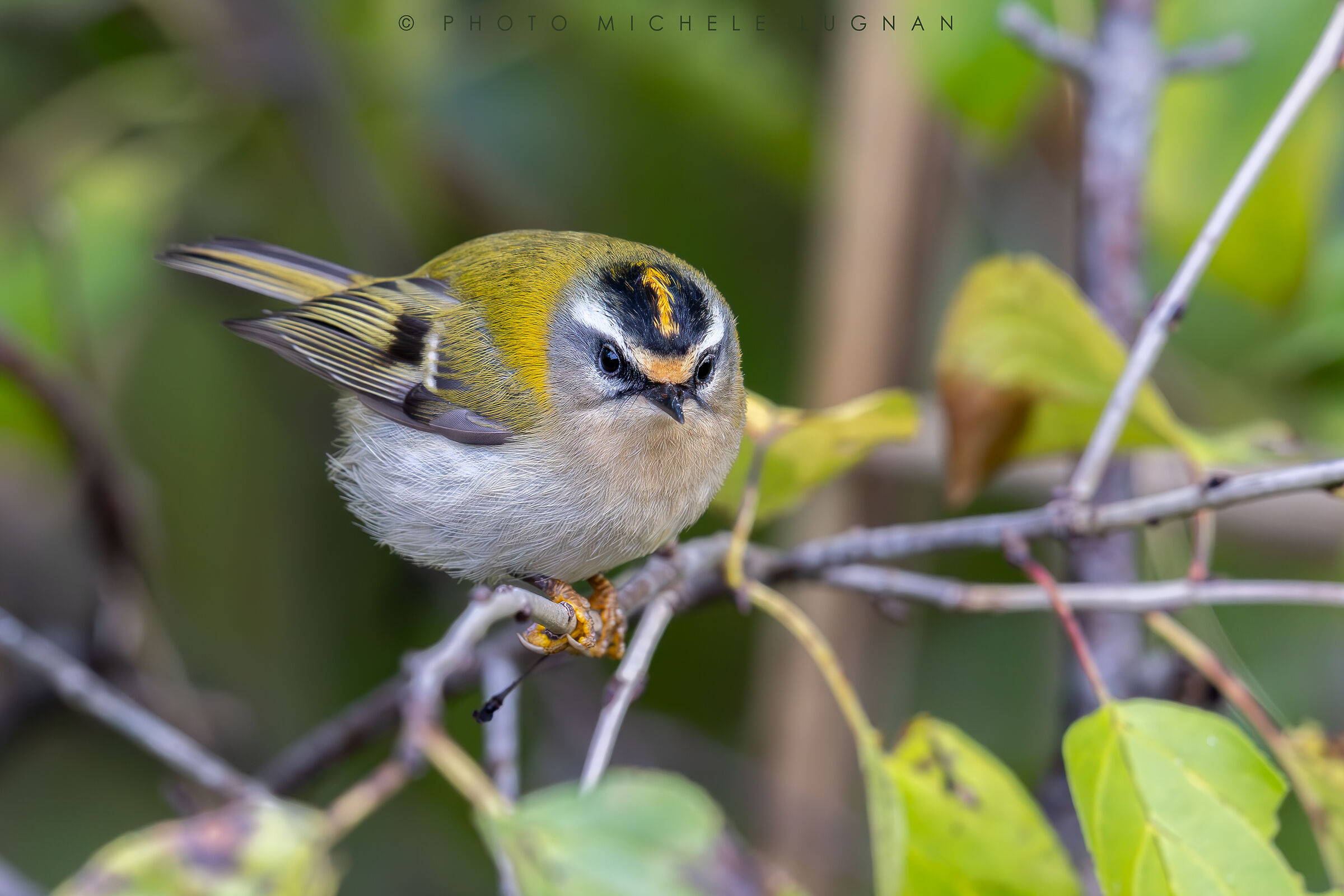 Regulus ignicapilla (little flower)