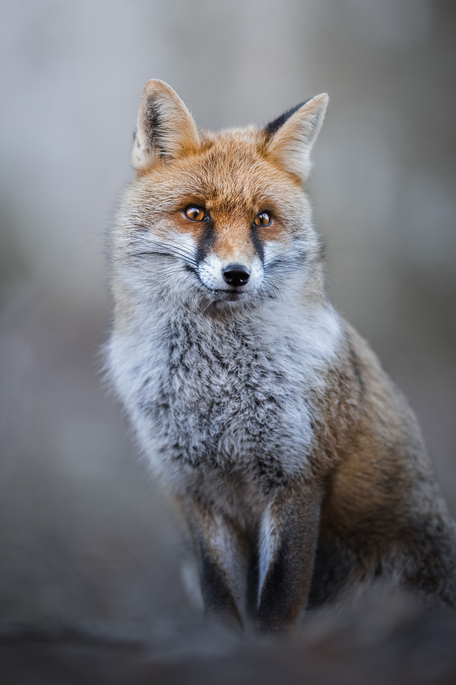 fox portrait