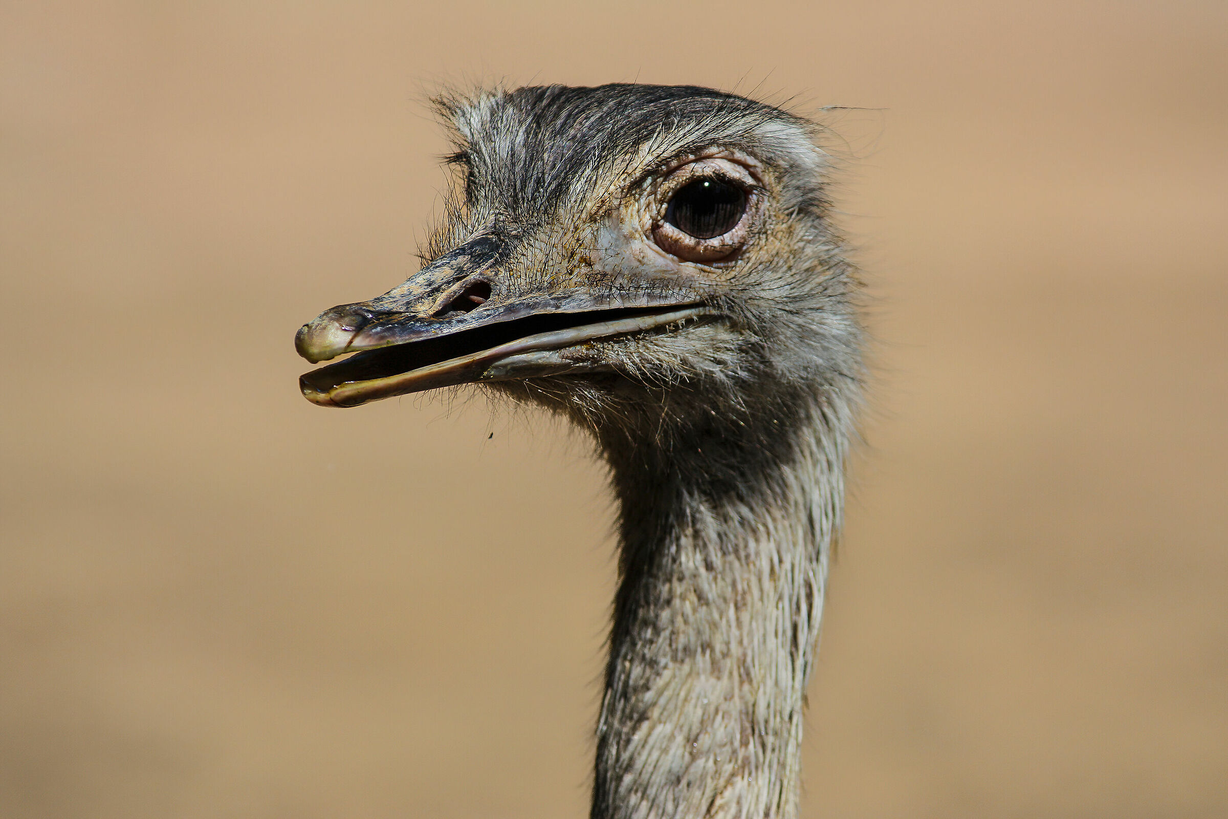 Ostrich
