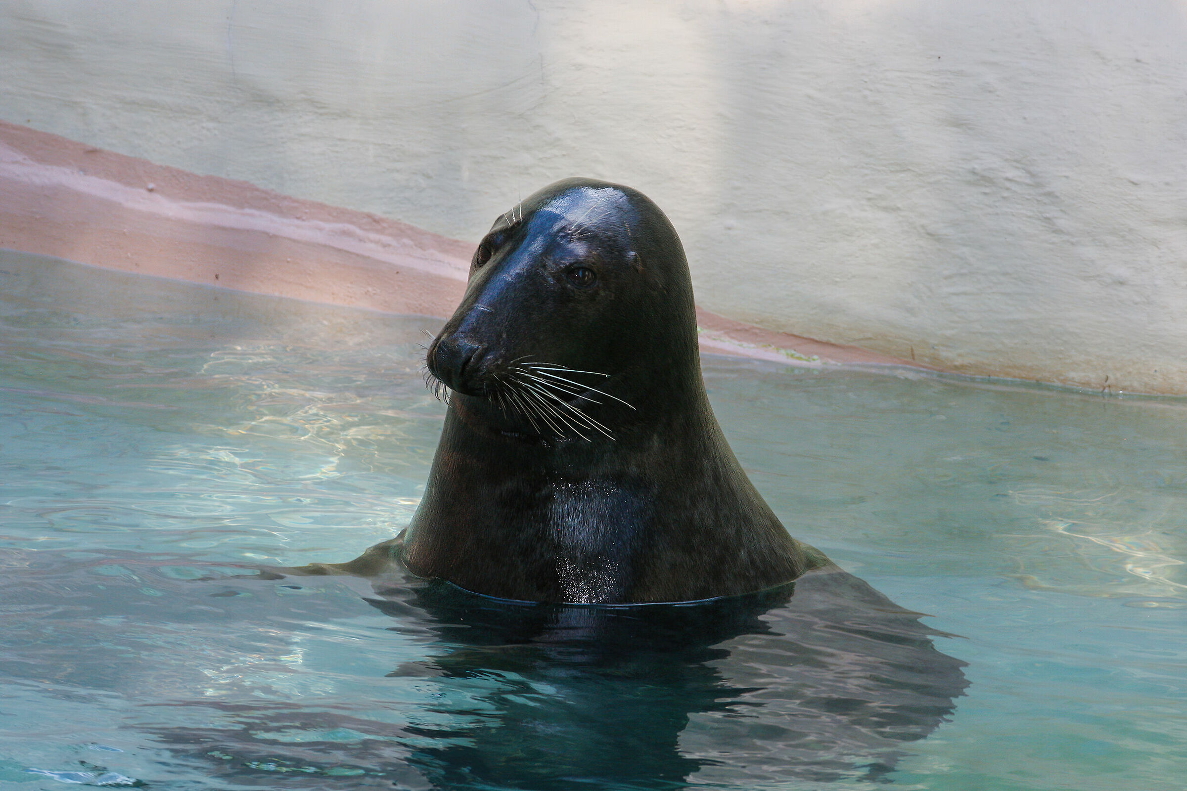 Seal