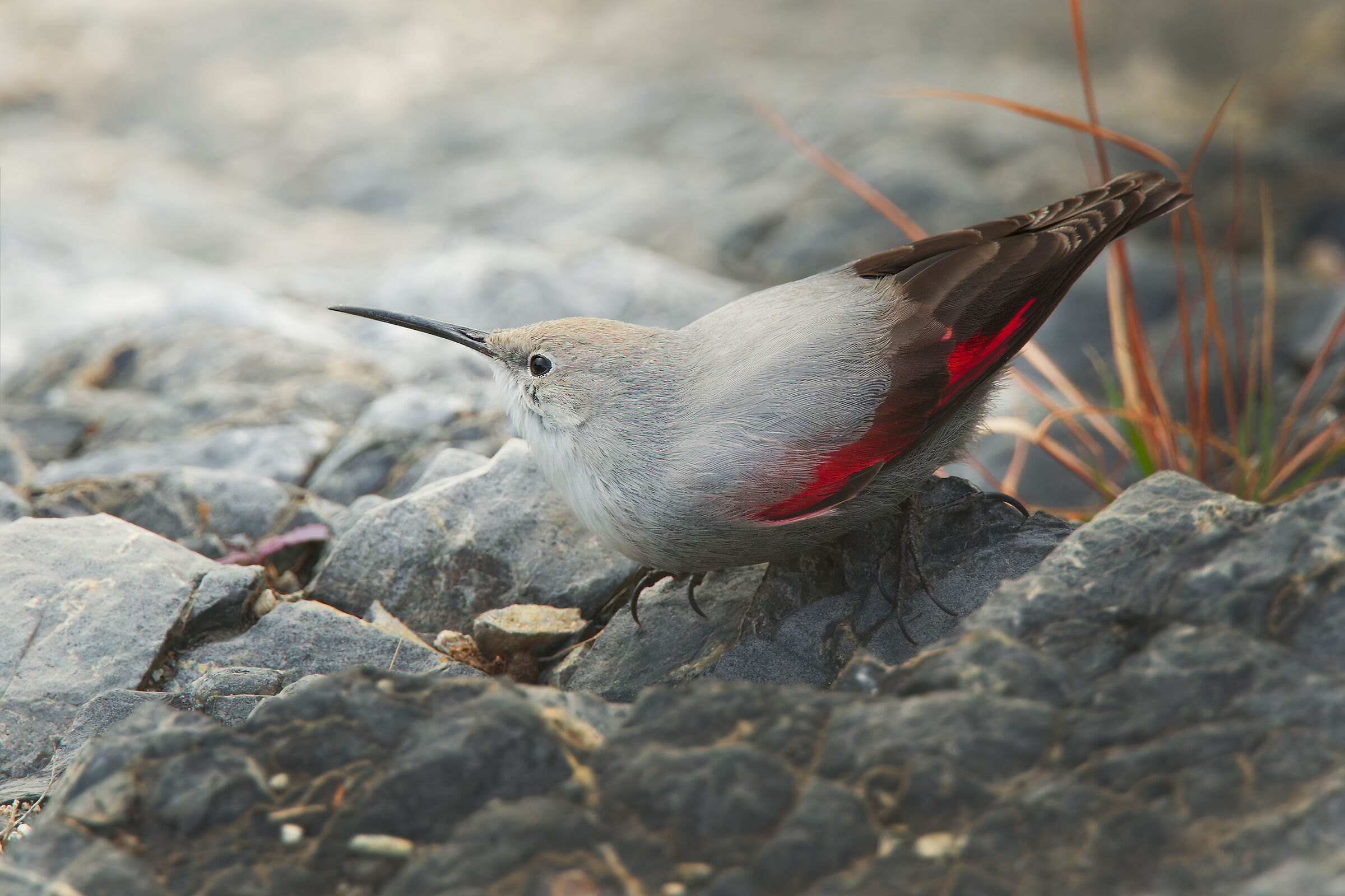 Wallcreeper