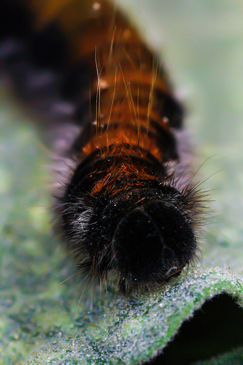 My First Macros: Macrothylacia rubi