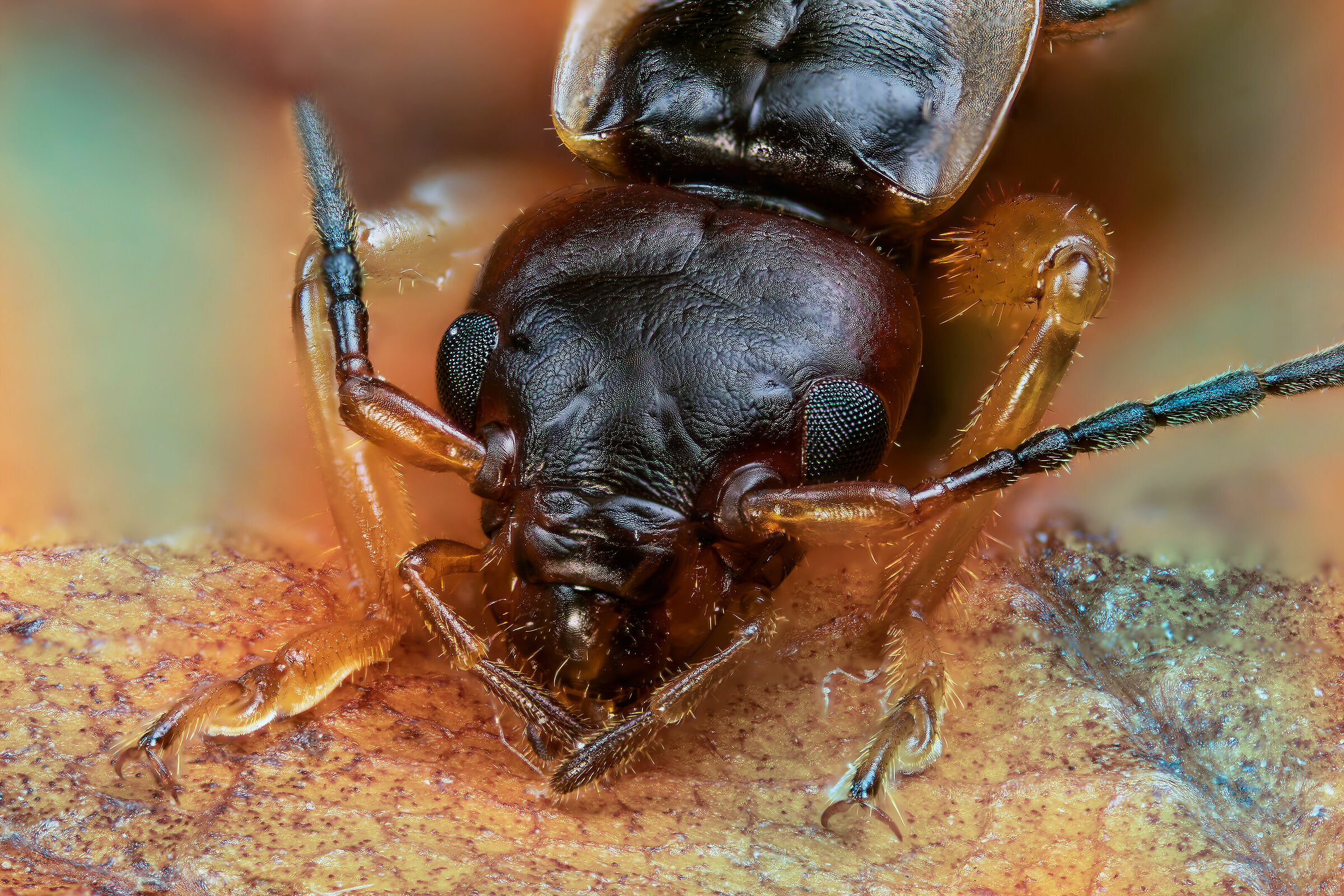 Auriculary forficula