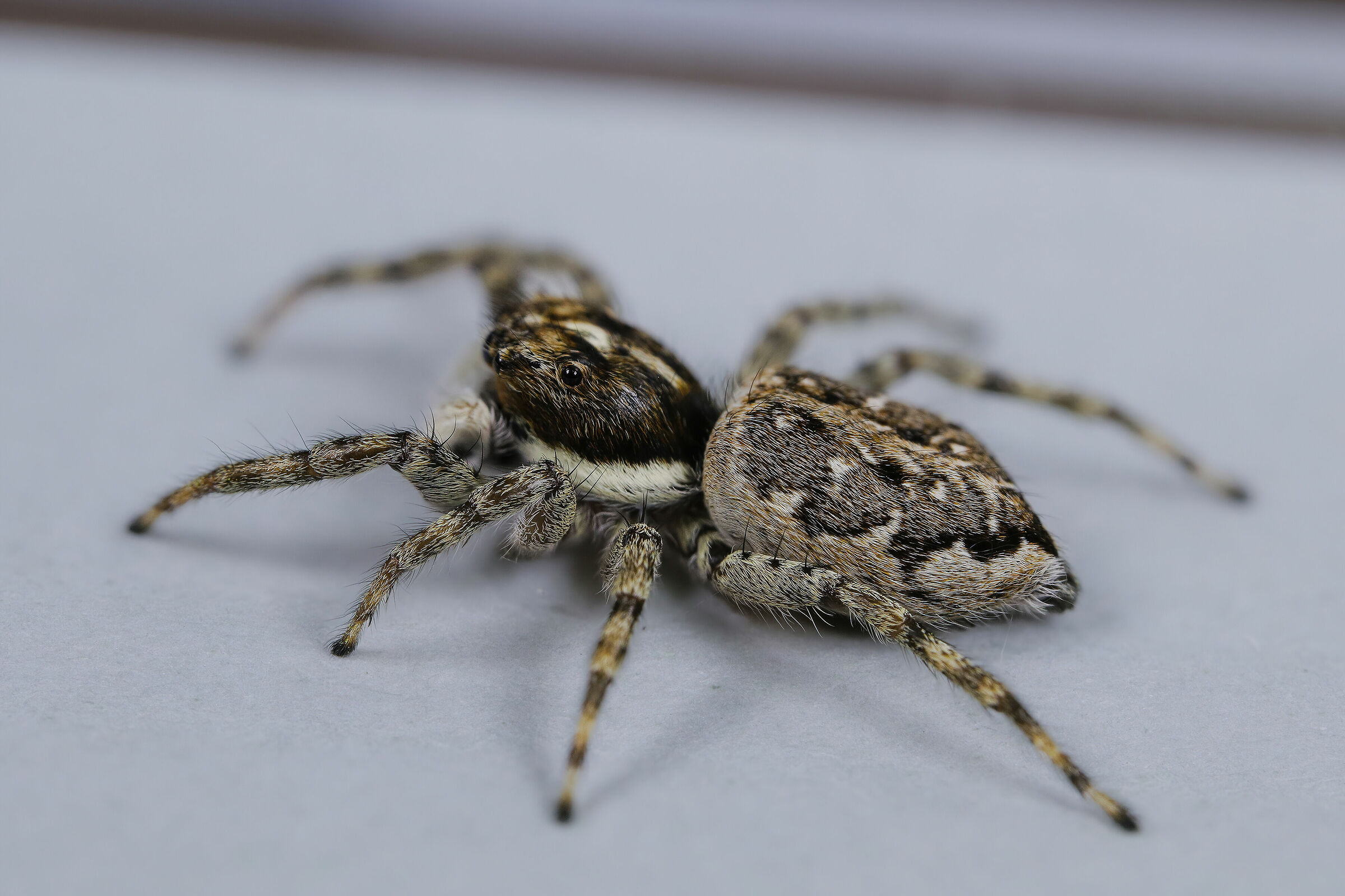 Menemerus semilimbatus