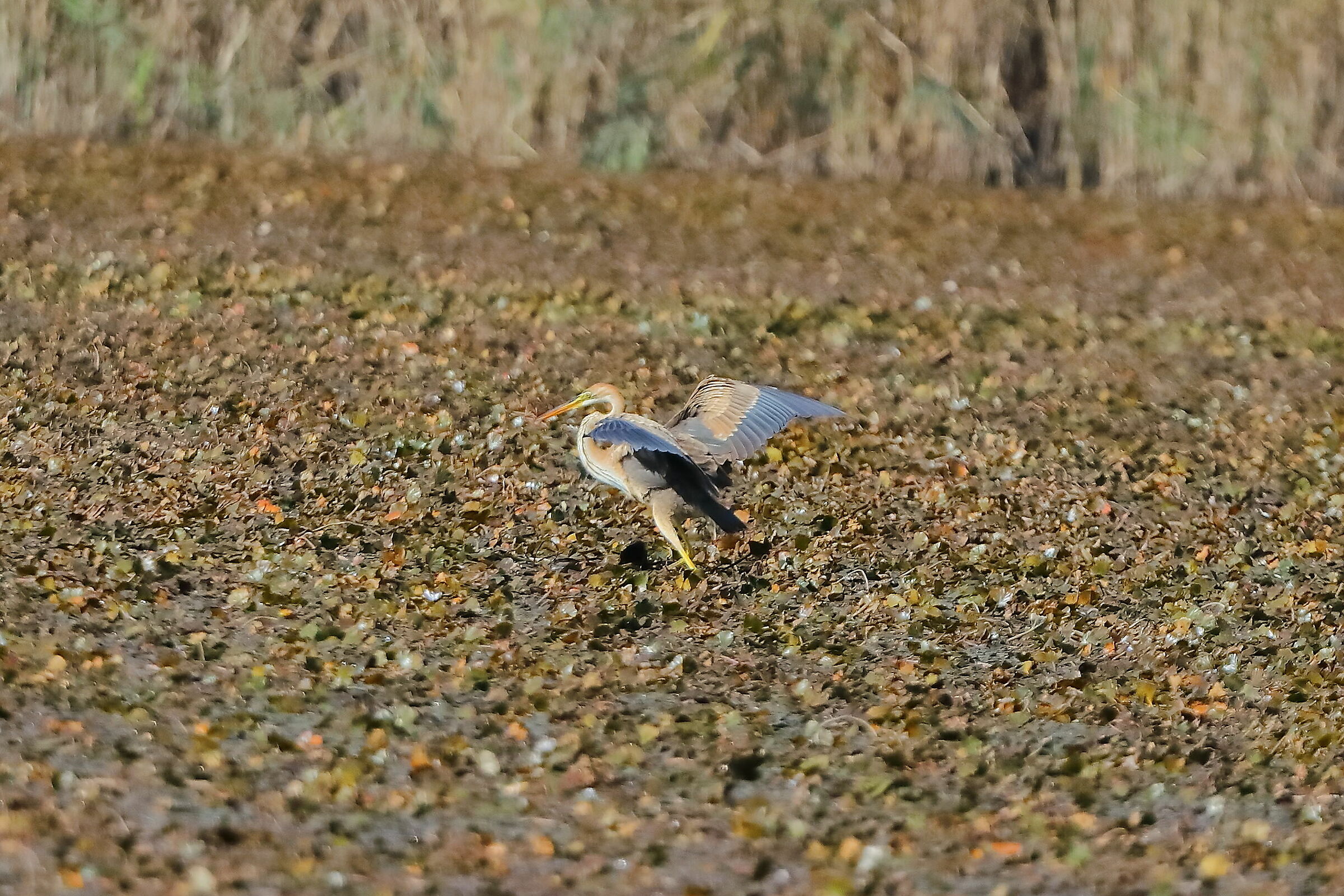 Purple Heron 28-09-2023