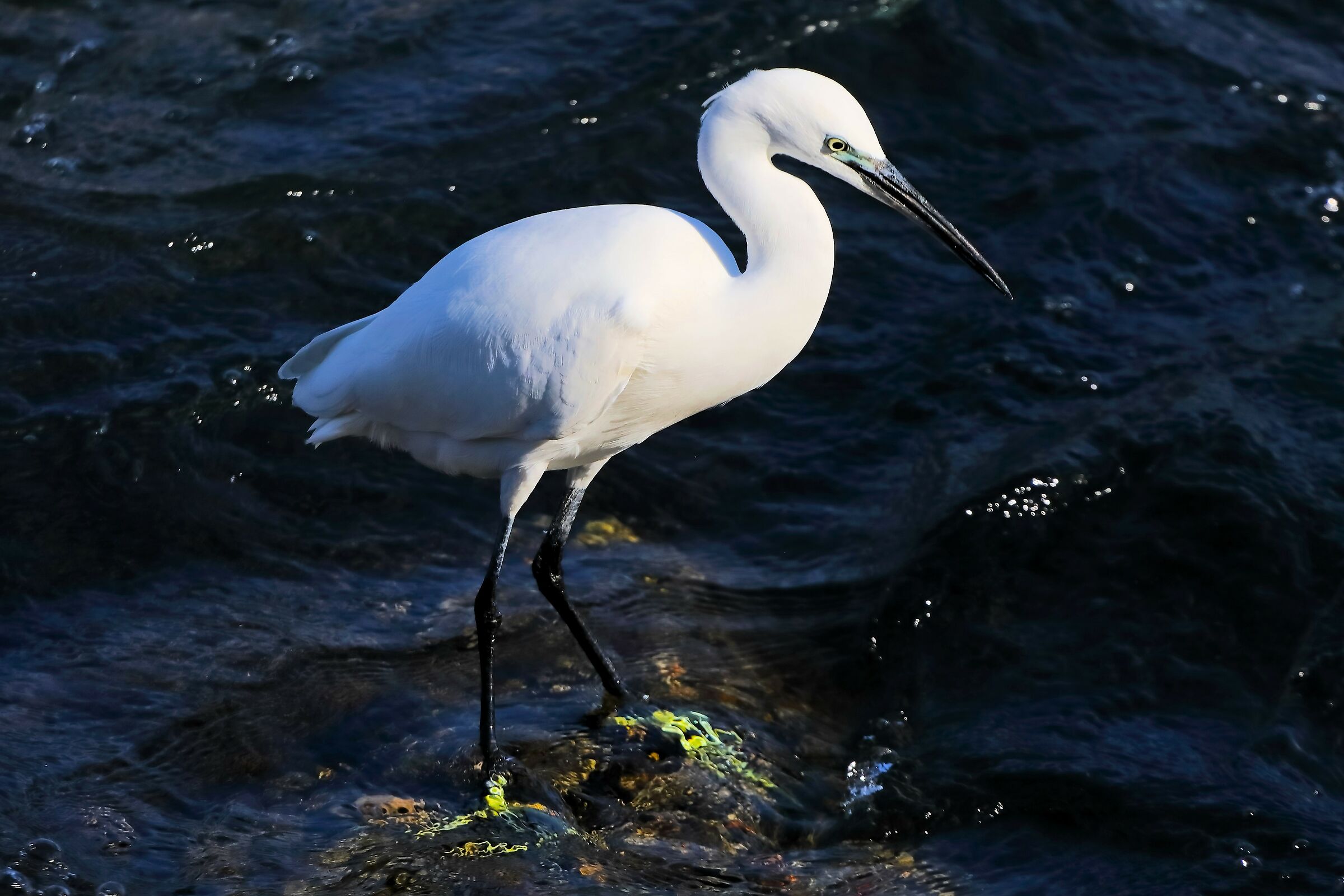 Little Egret 28-09-2023