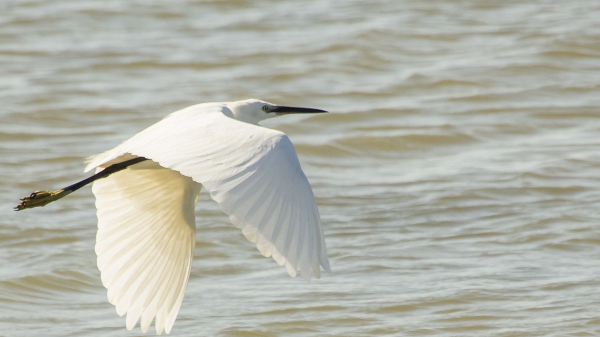 egret