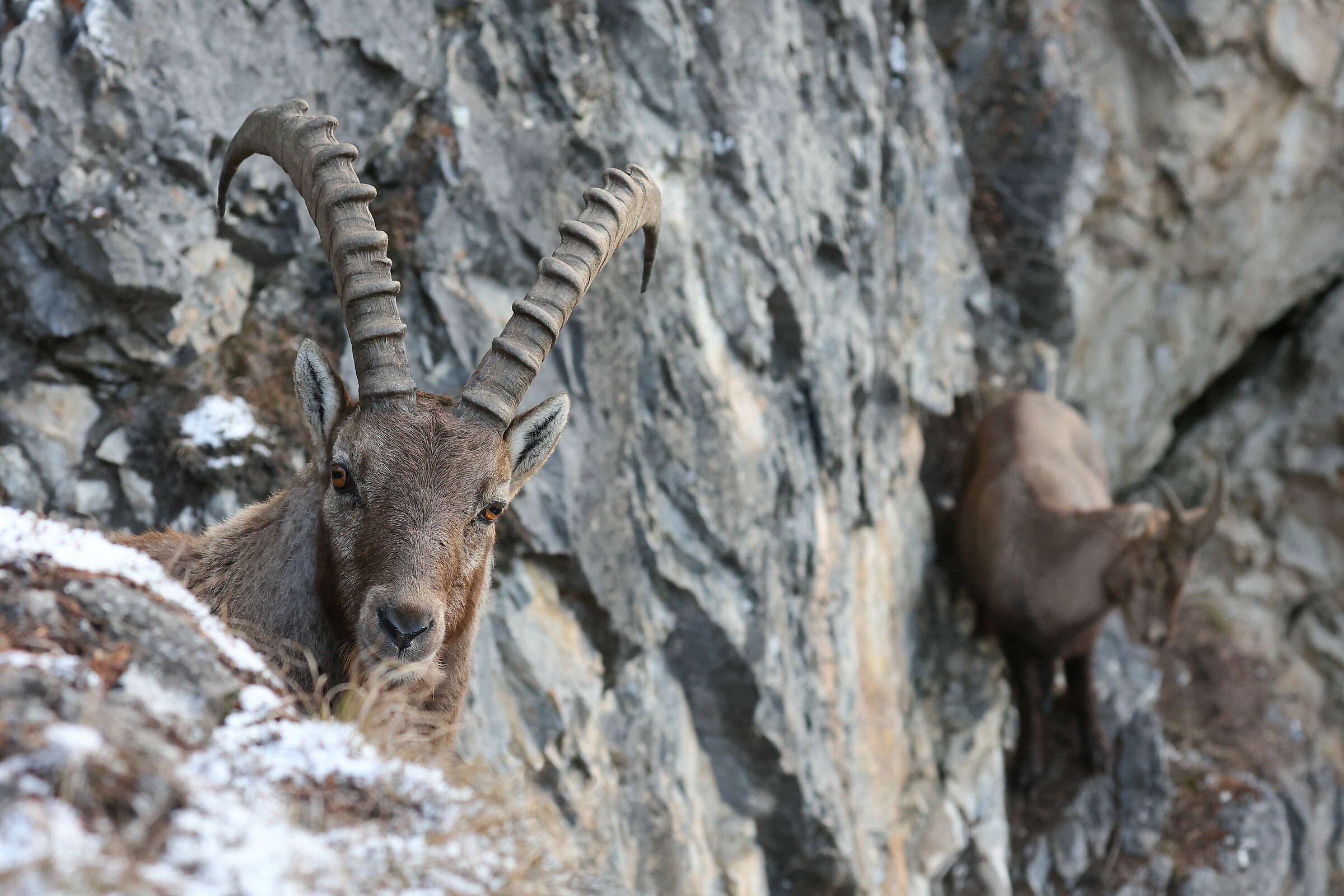 On the edge of the cliff with the ibex