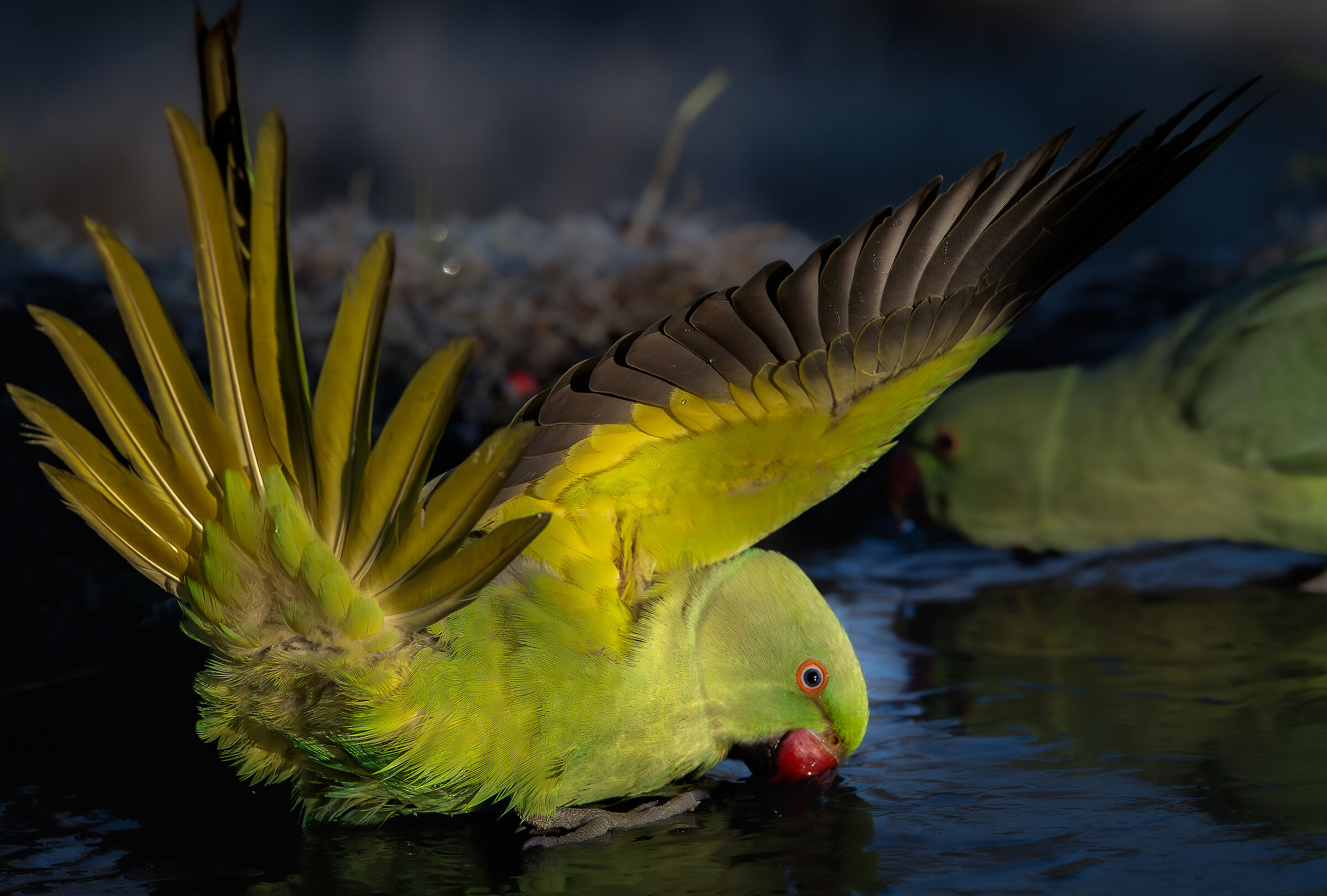 Thirsty parrot #capannocora