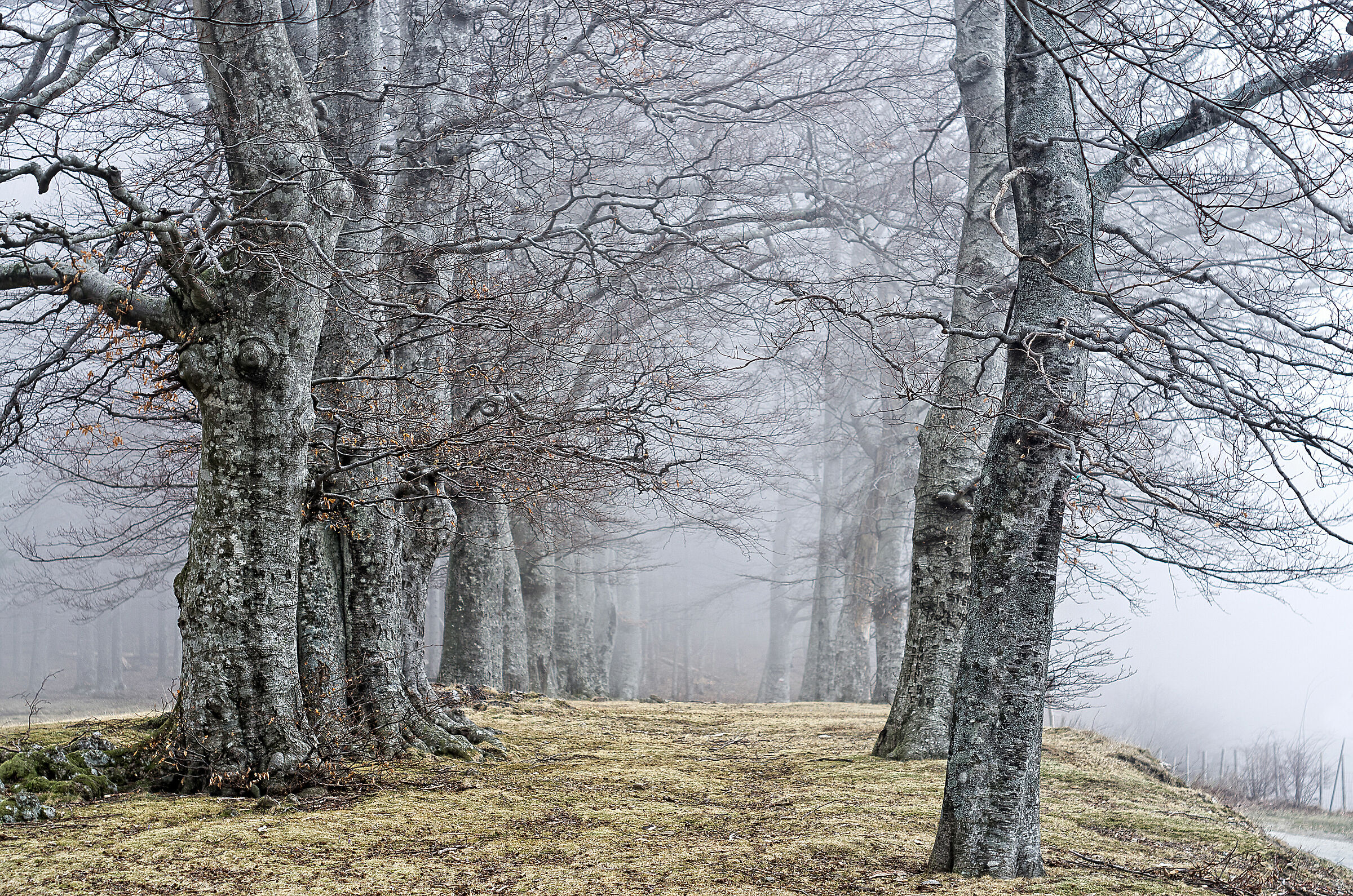 Majestic double row of centuries-old beech trees