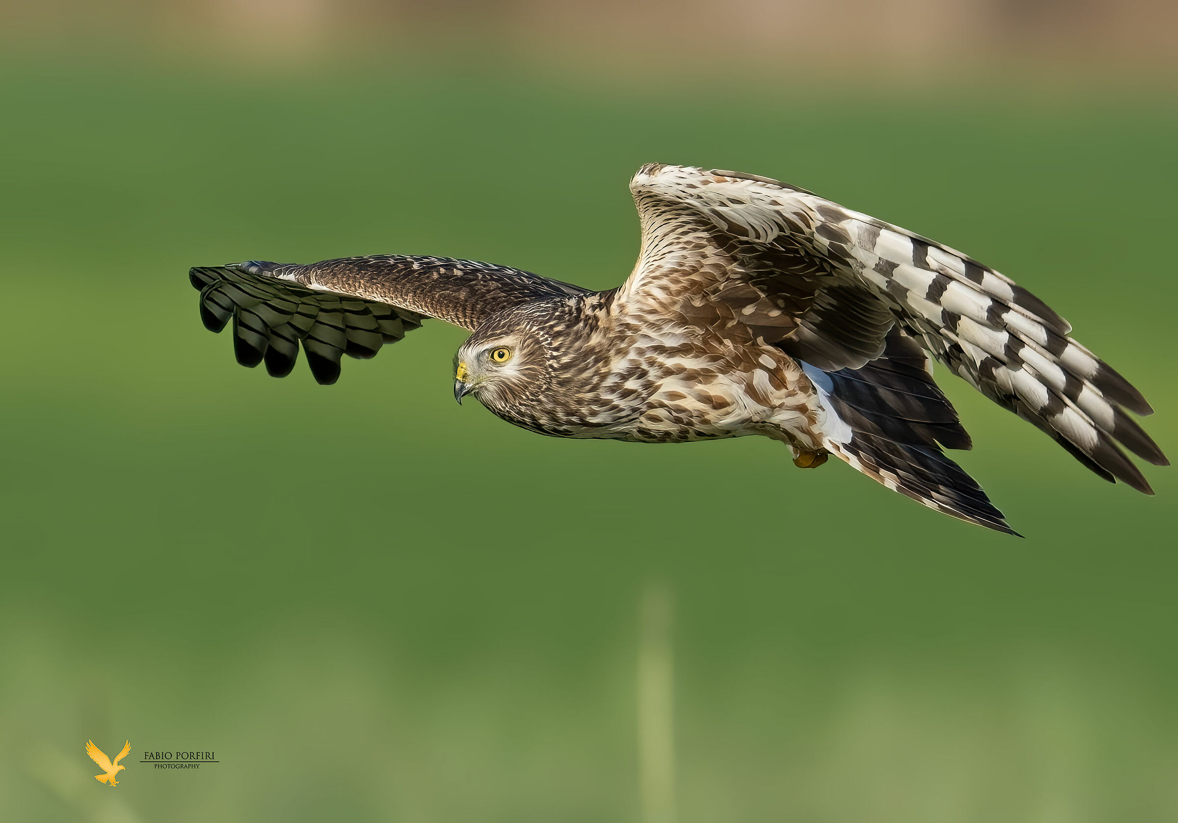 another... Royal Albanealla Female ...