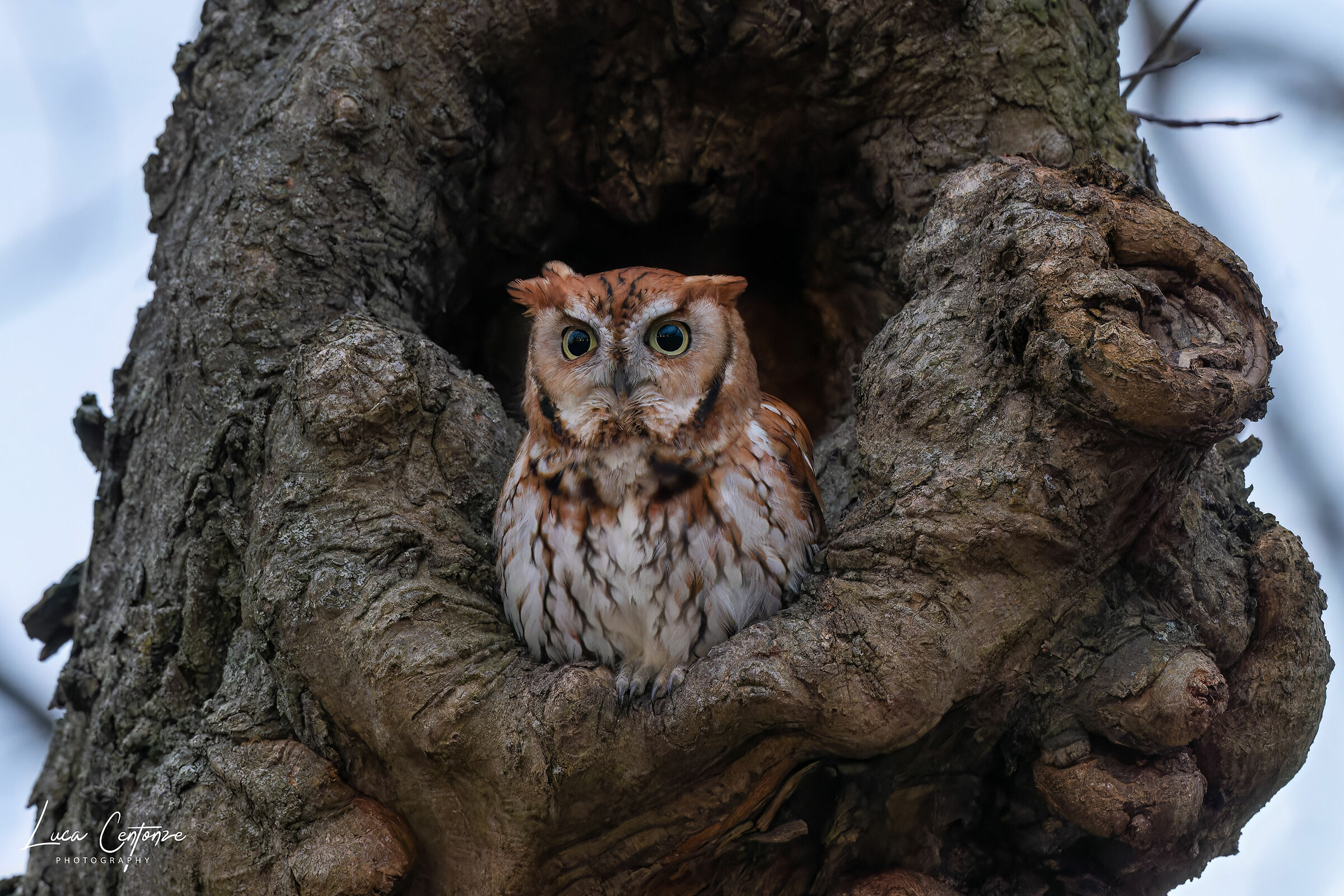 Eastern Screech-Owl RedMorph (Megascop asio)