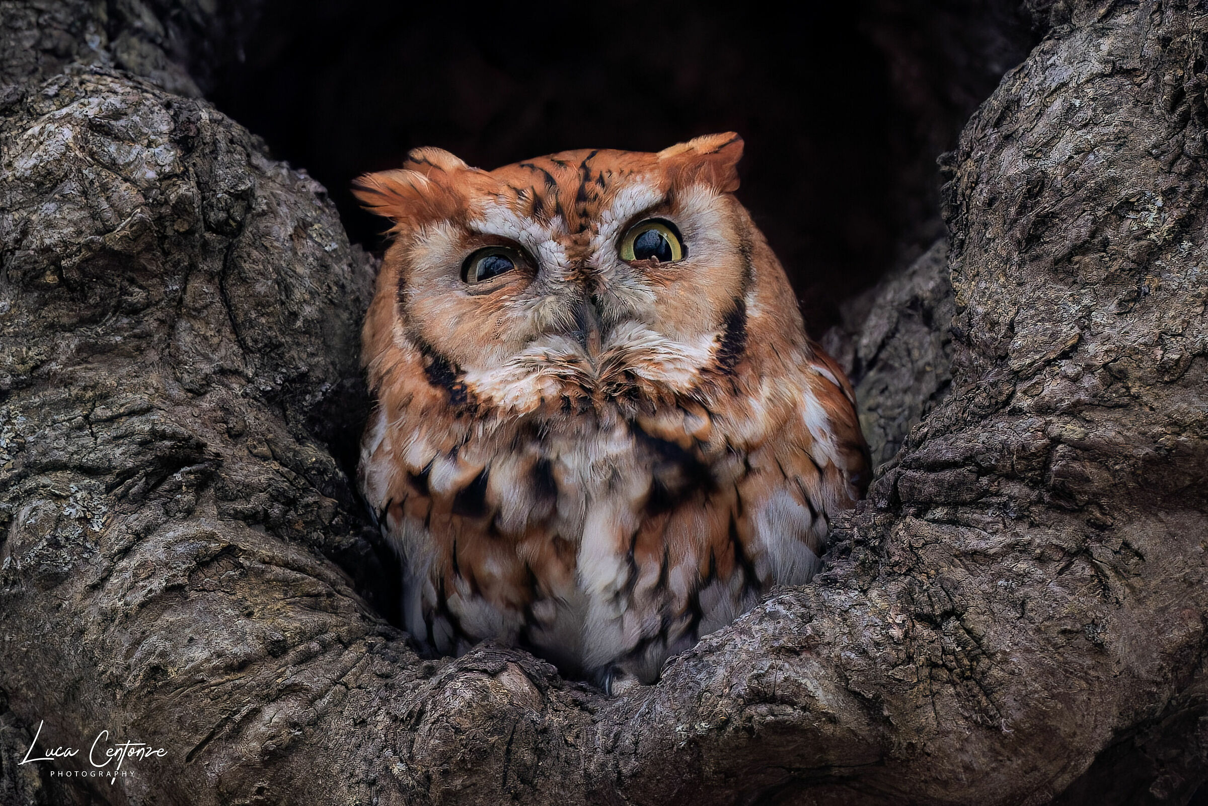 Eastern Screech-Owl RedMorph (Megascop asio)