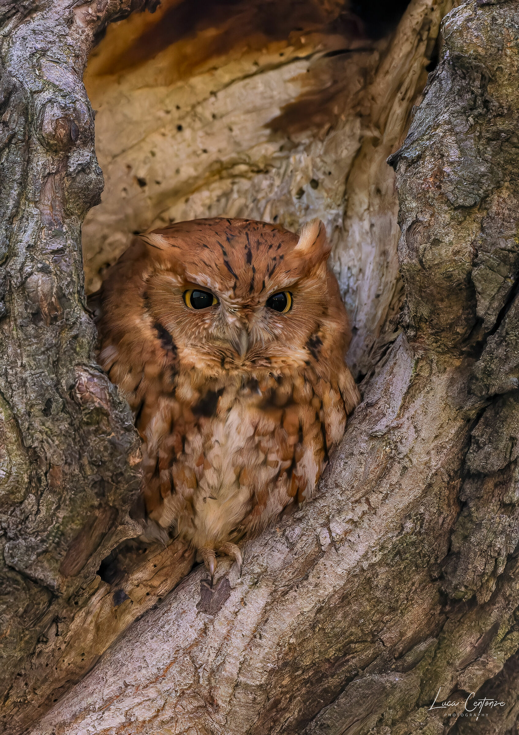 Eastern Screech-Owl RedMorph (Megascop asio)