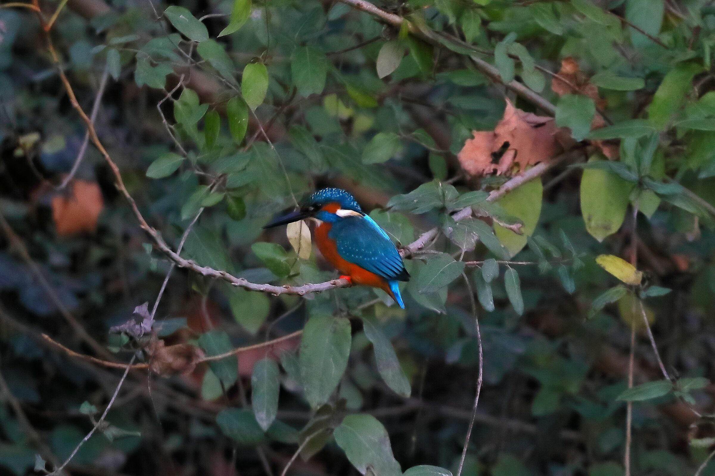 Kingfisher 12-12-2023
