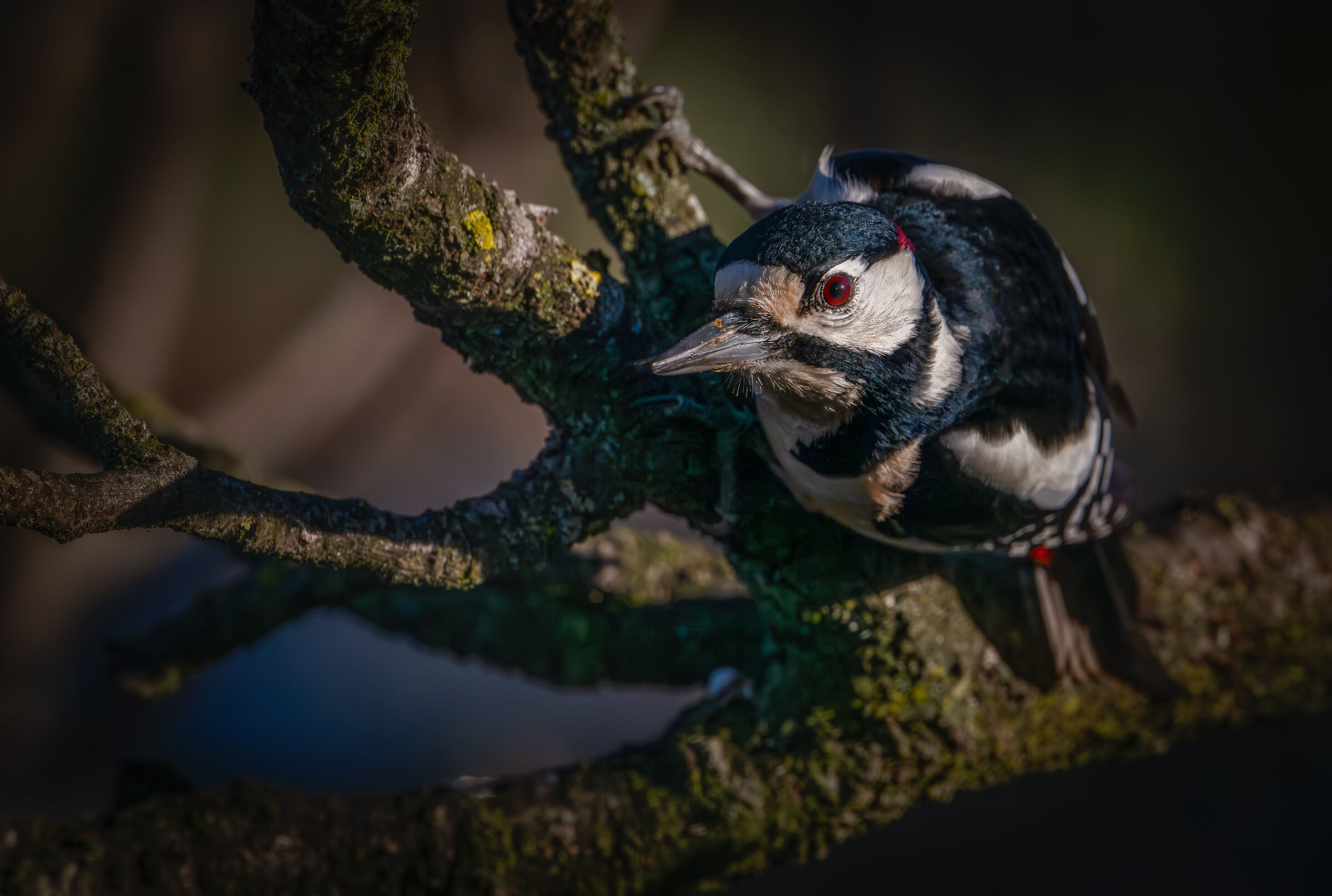 Spotted woodpecker #capannocora