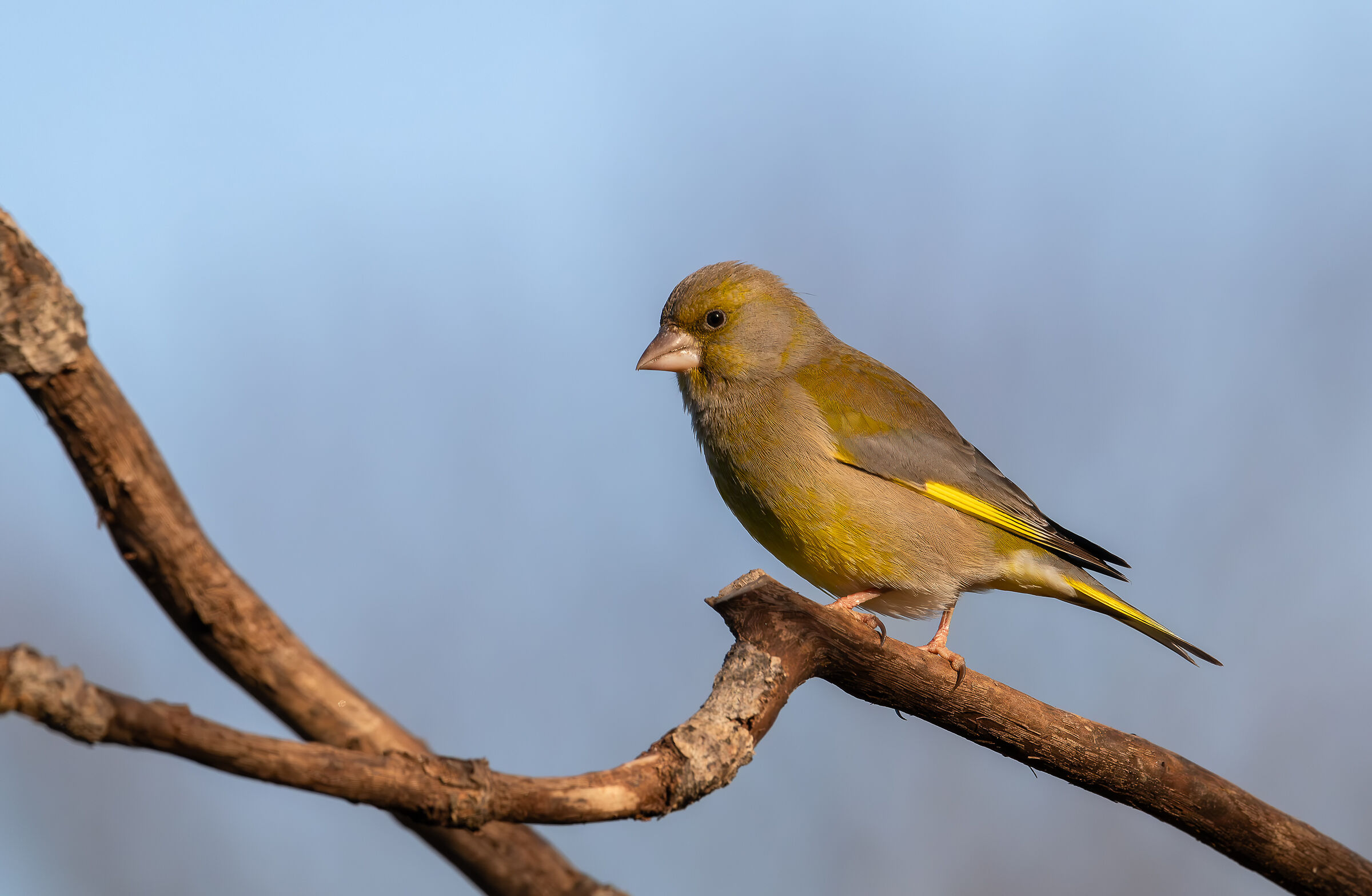 Greenfinch #capannocora
