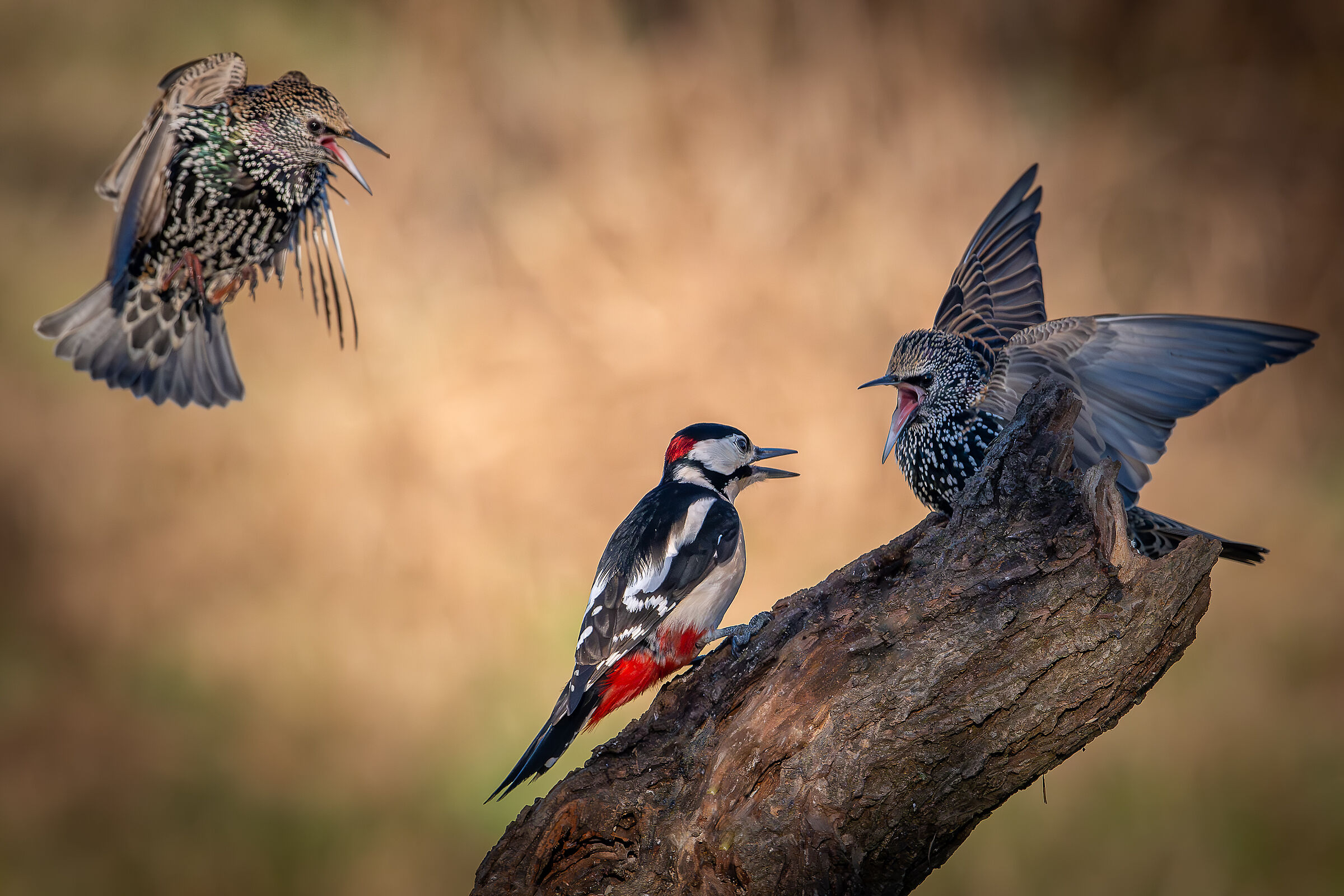 Two-on-one #capannocora
