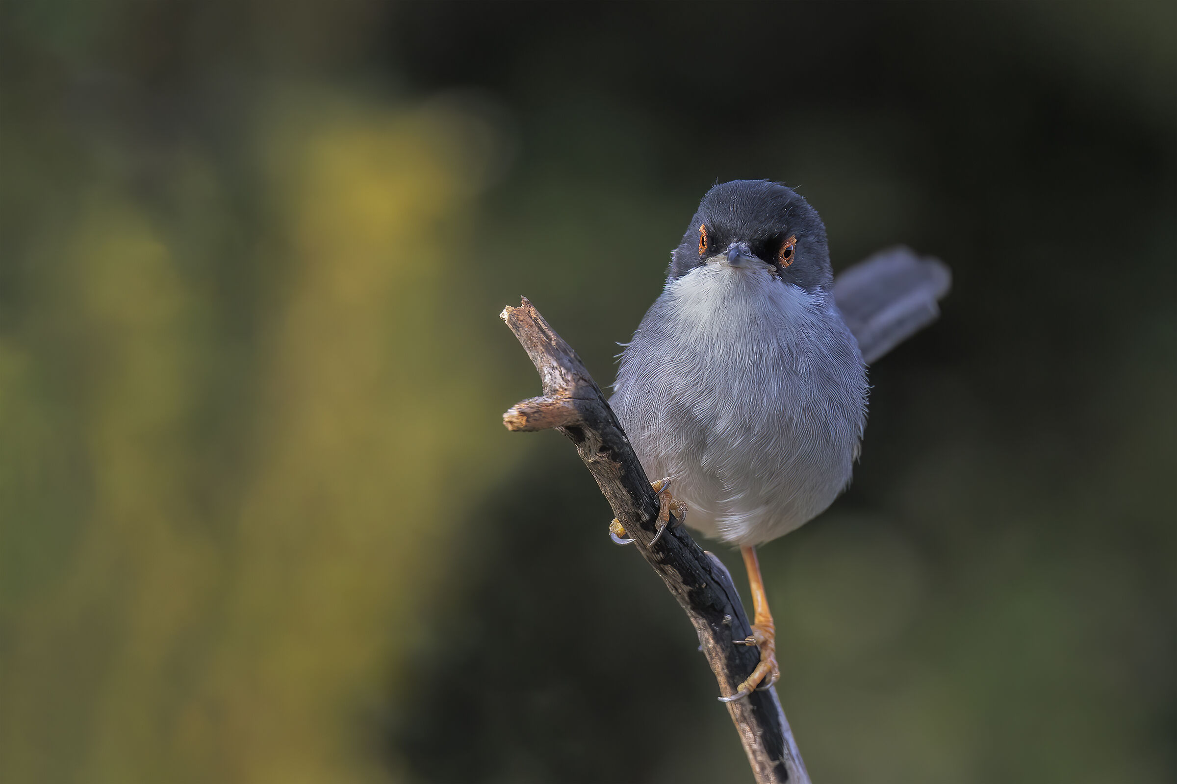 Sardinian warbler
