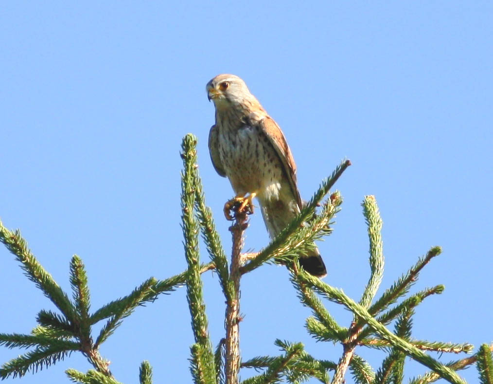 Kestrel