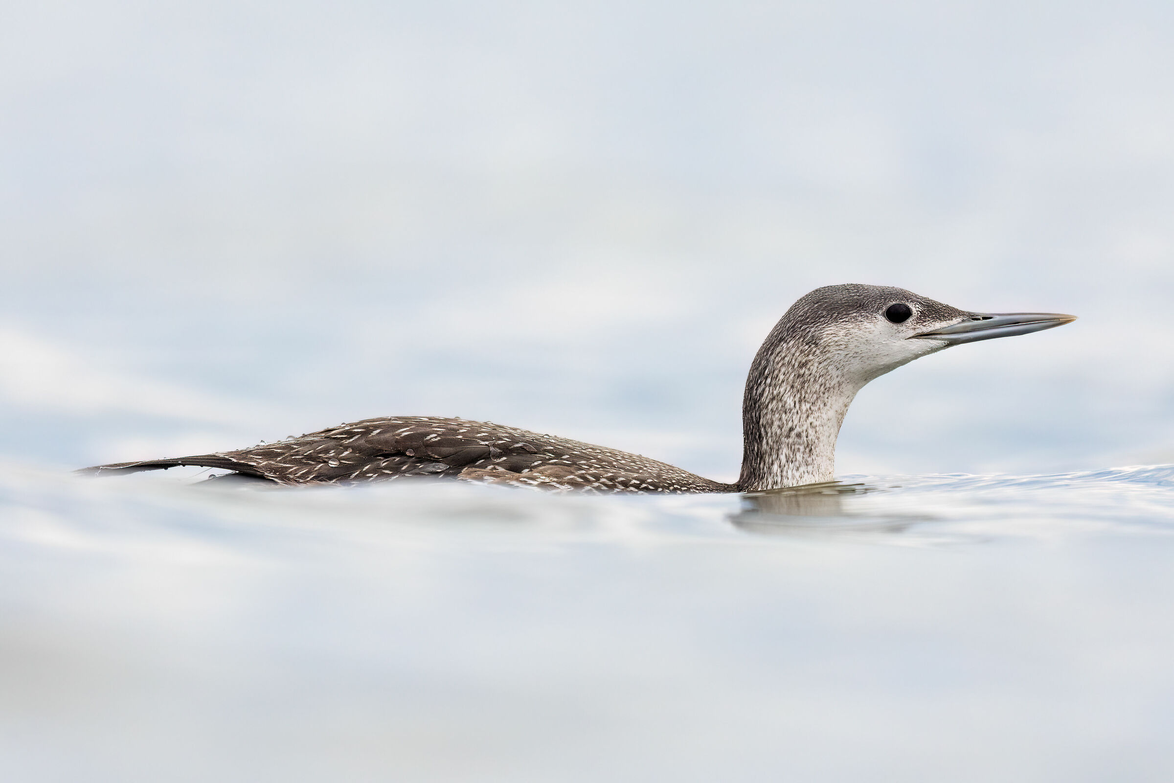 Red-throated diver